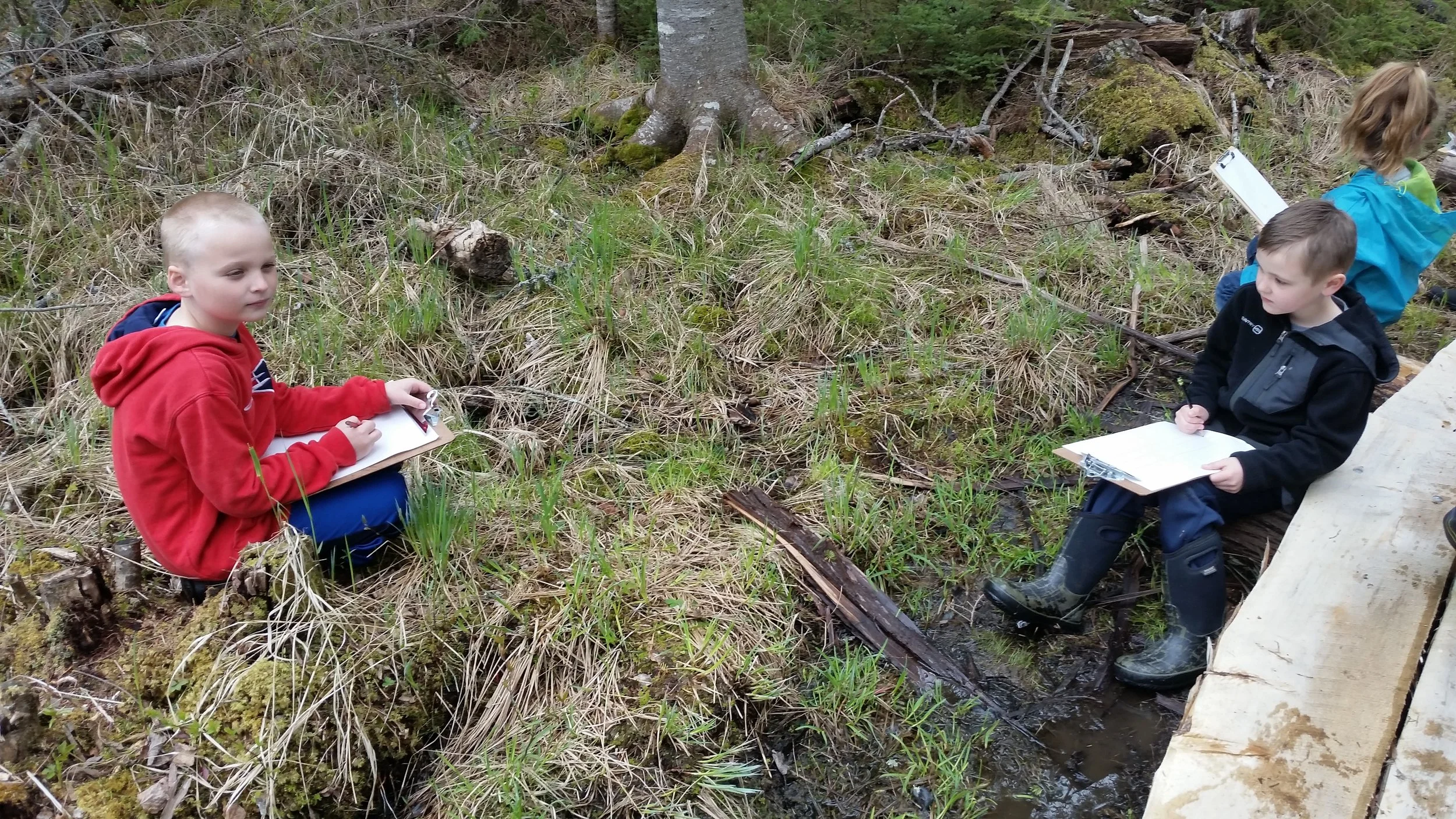 Sketching animal habitats