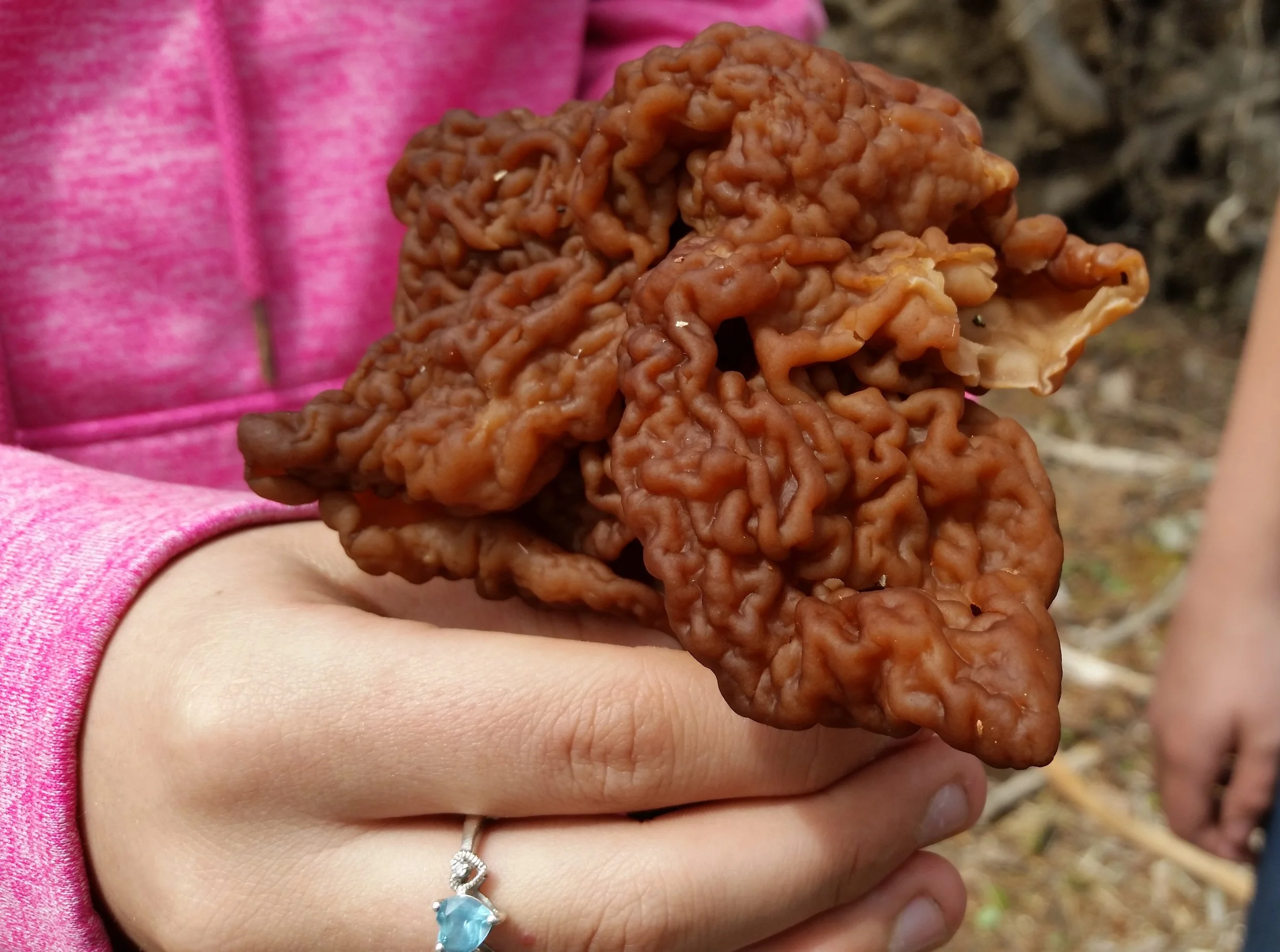 Students discovered a prime example of a (non-edible) False Morel