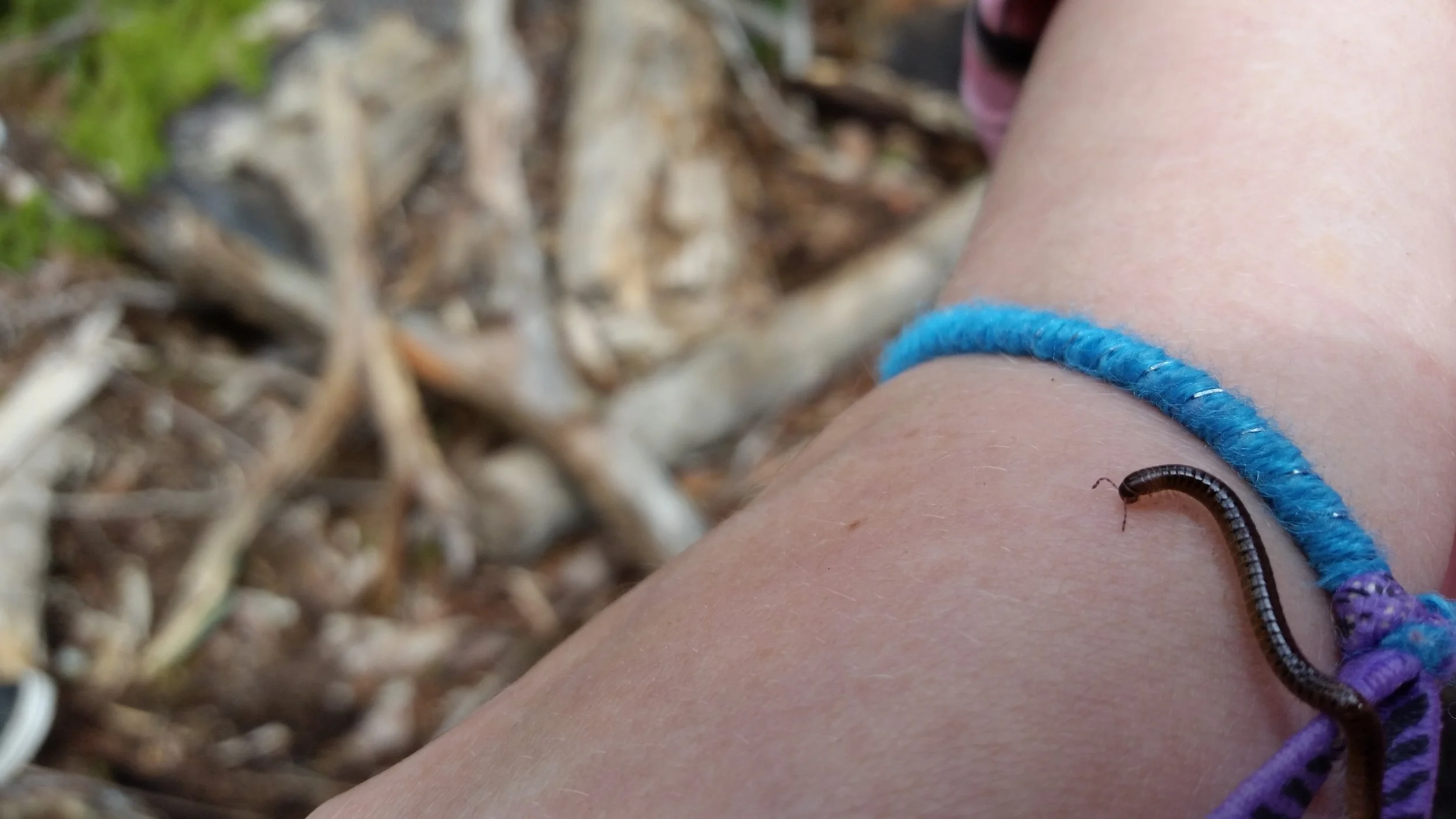 A girl let this decomposer crawl all over her hand