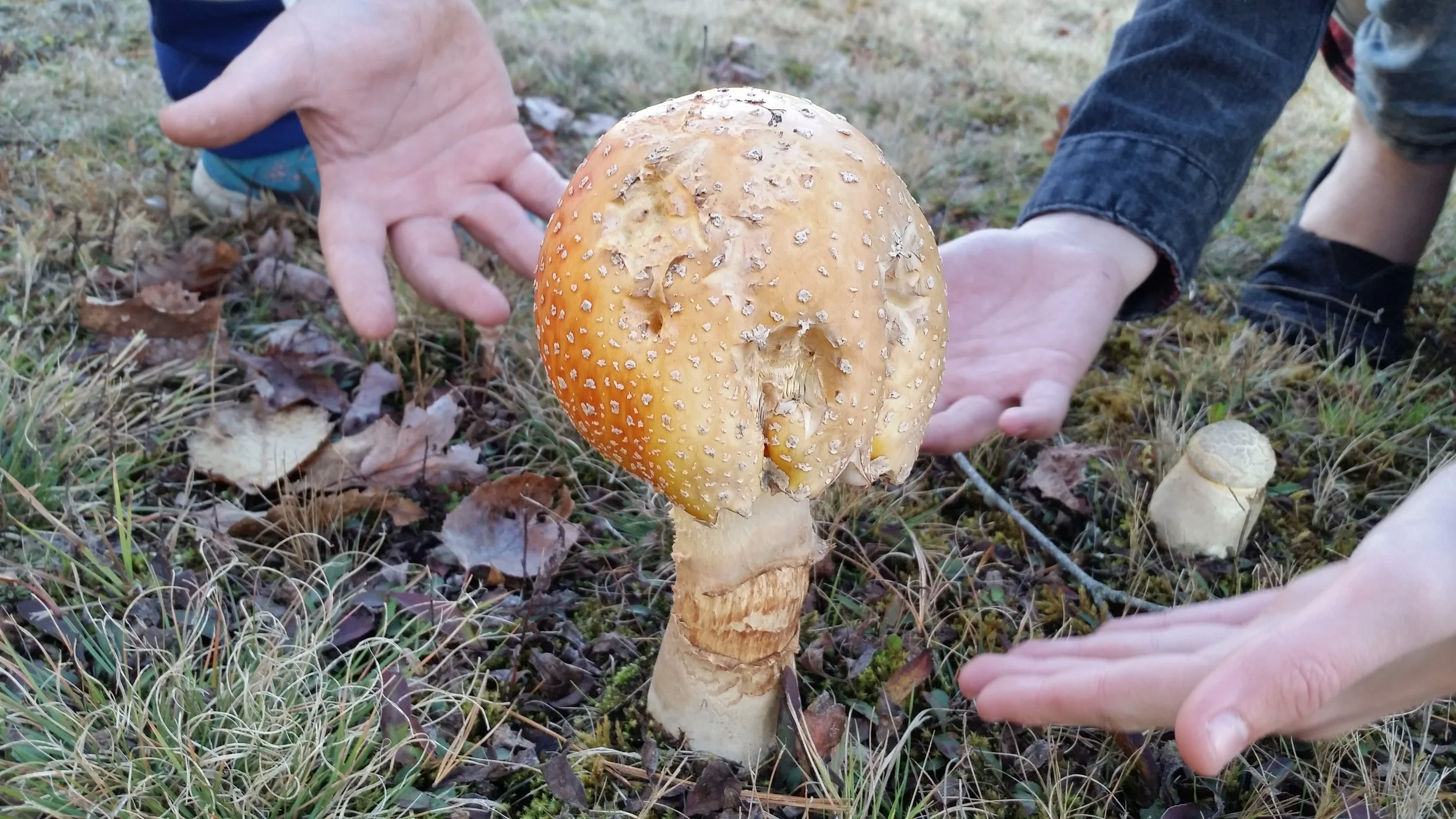 The most exciting discovery on fungi day