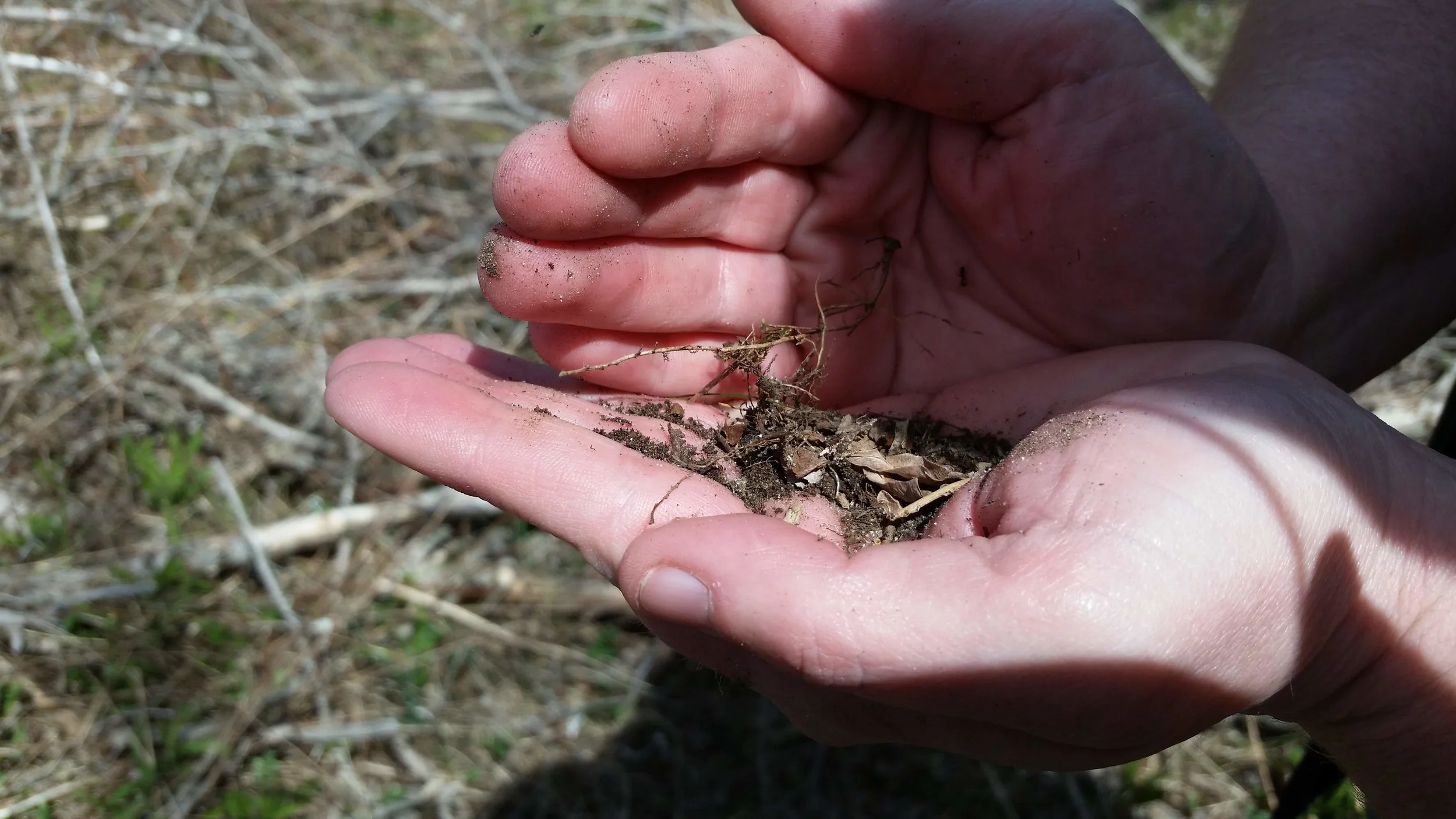 This teacher found some prime woodpecker food