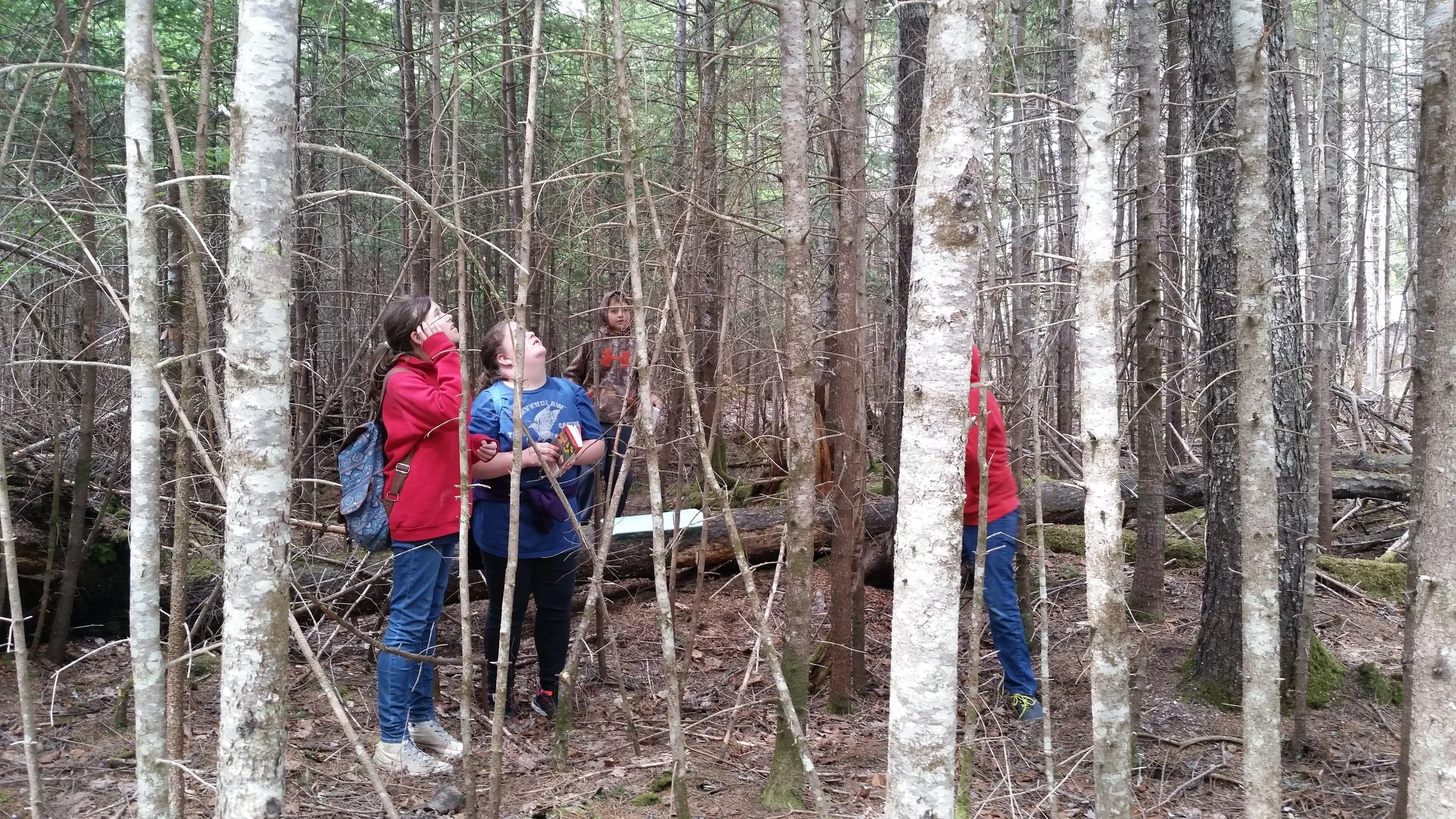 Students look for birds high on tree branches
