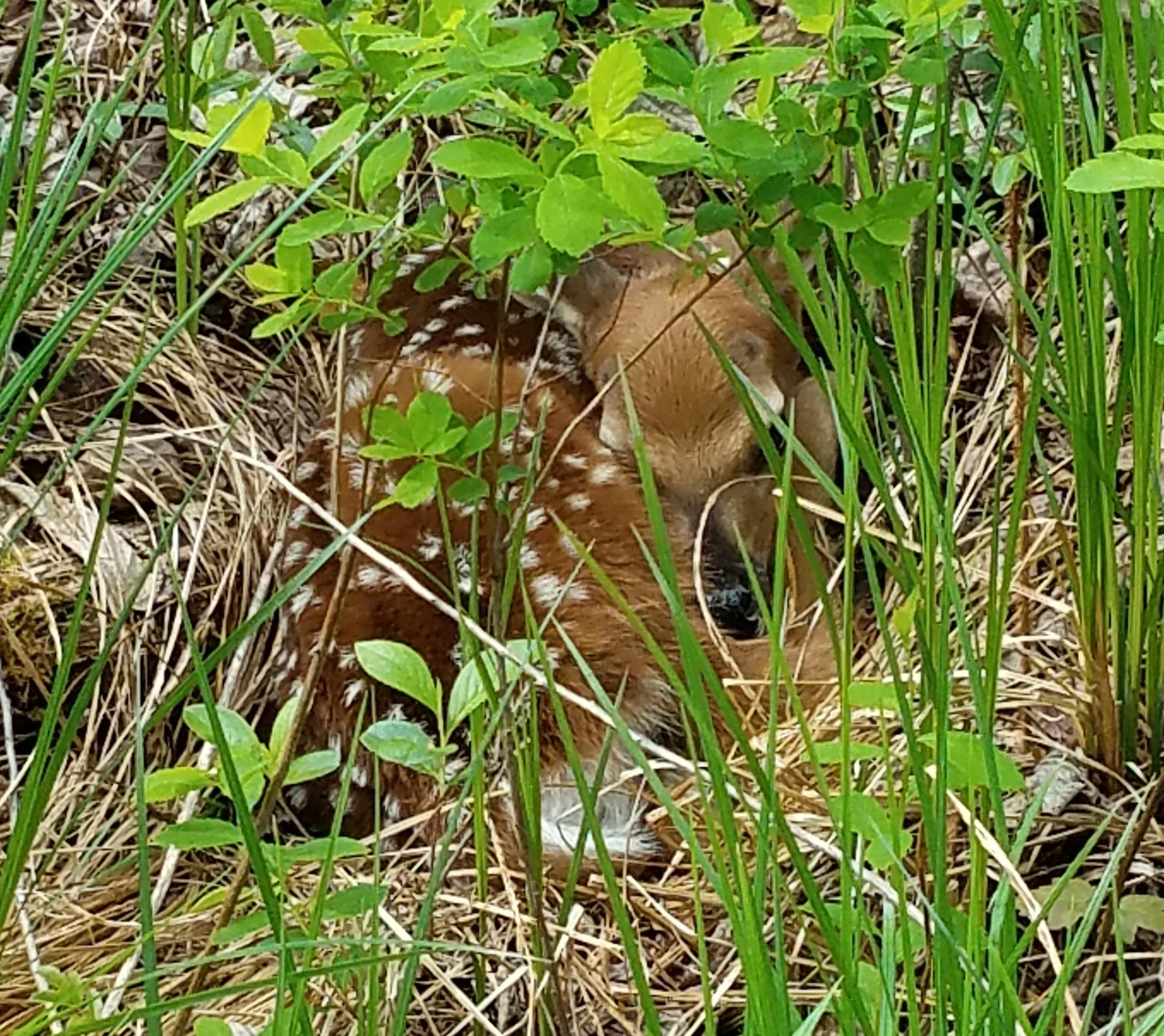 The young fawn one class discovered near the school. Mom returned later and the two left.