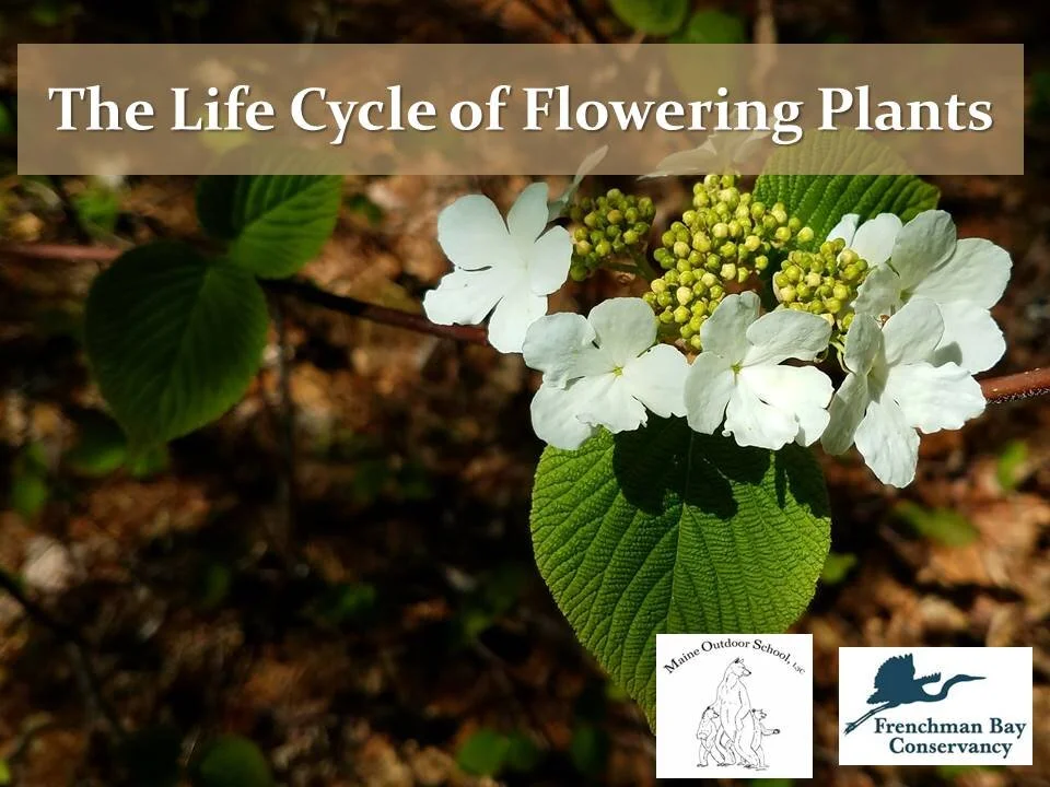 THE LIFE CYCLE OF FLOWERING PLANTS