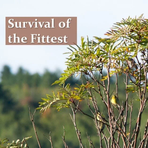 SURVIVAL OF THE FITTEST