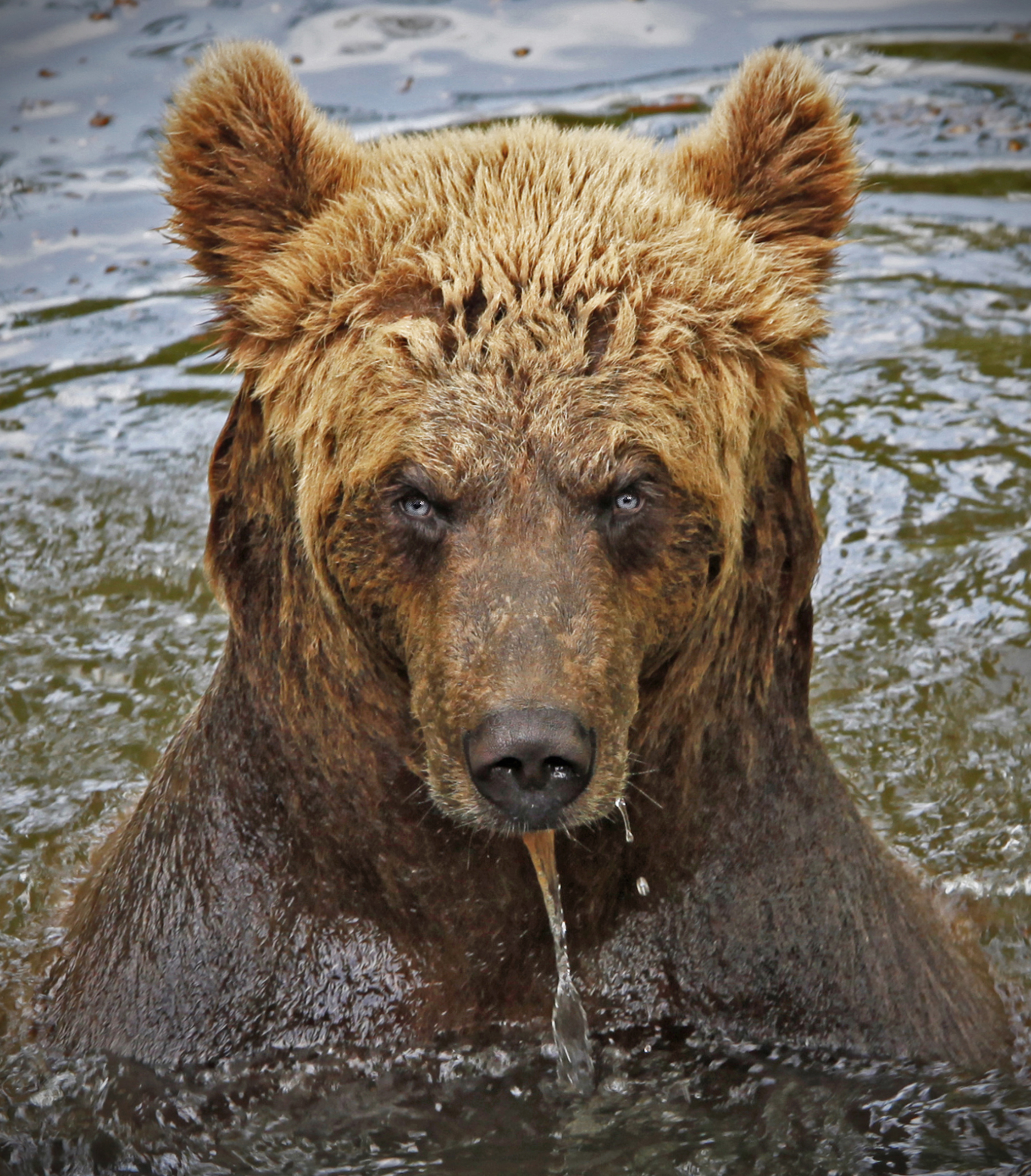 The Bear - Photo Johannes Stjärne Nilsson