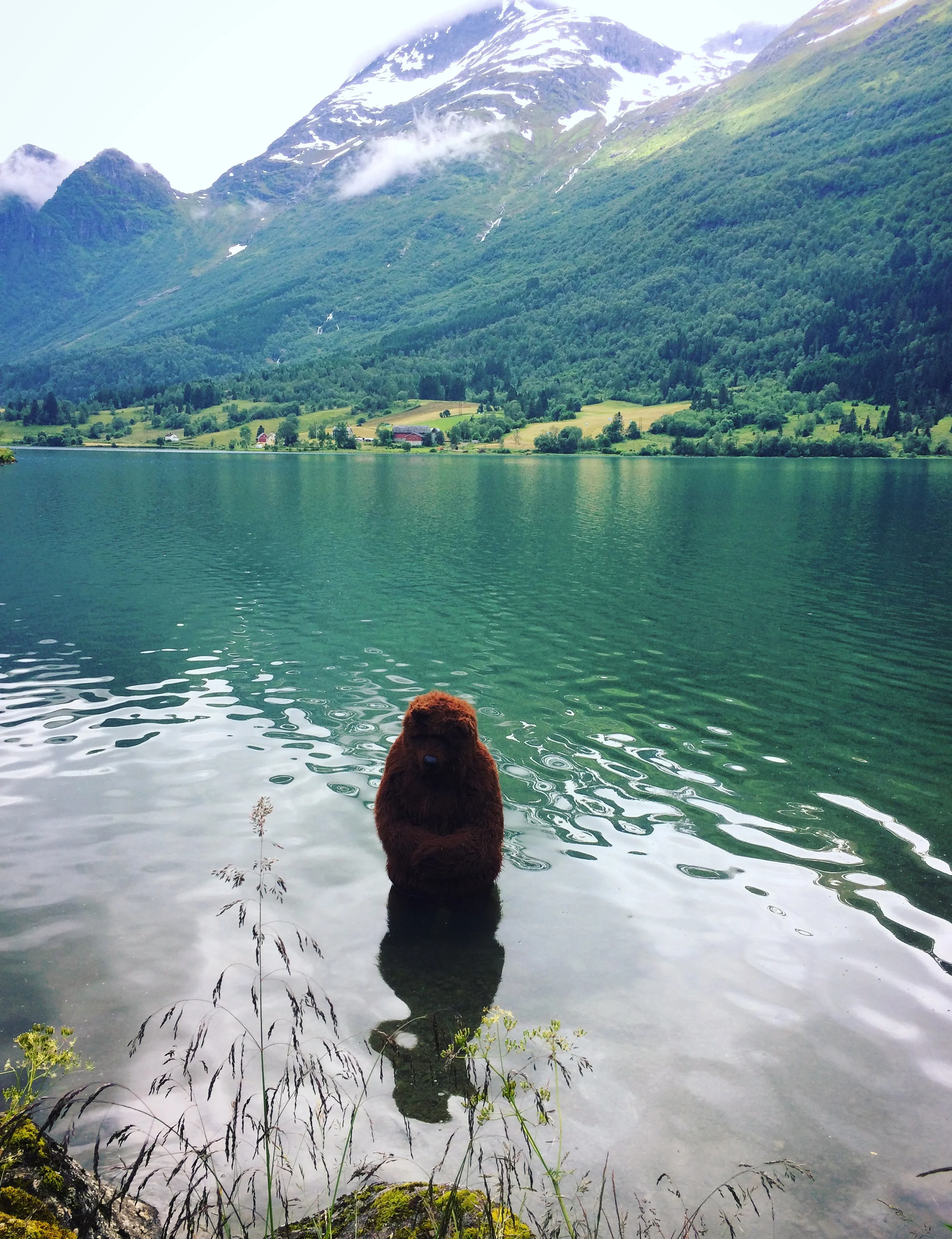    The Bear    - Photo Cecilia Sterner  