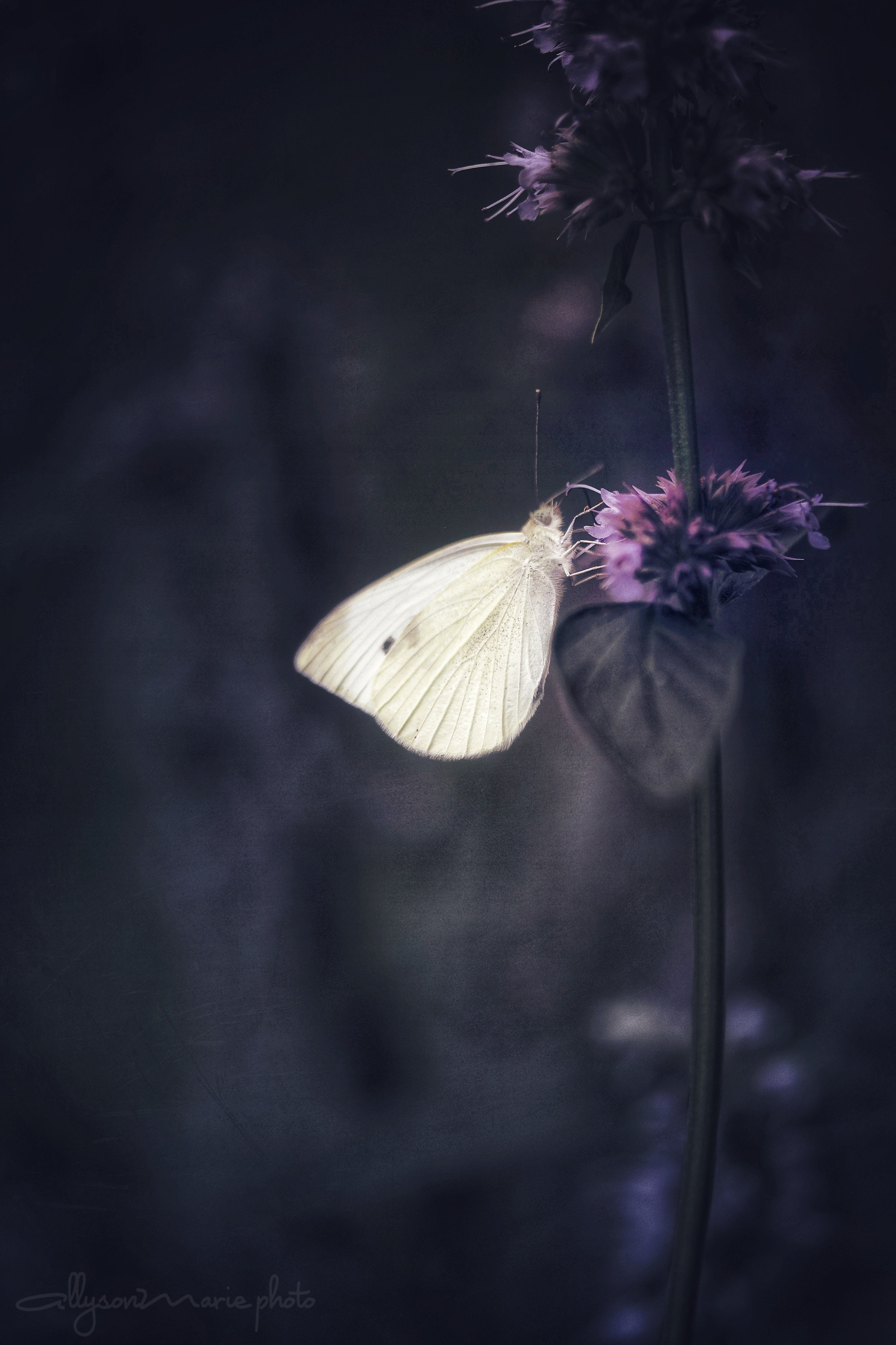 D31E66CA-8FA4-4CAB-B643-608F7845AE7C.jpeg