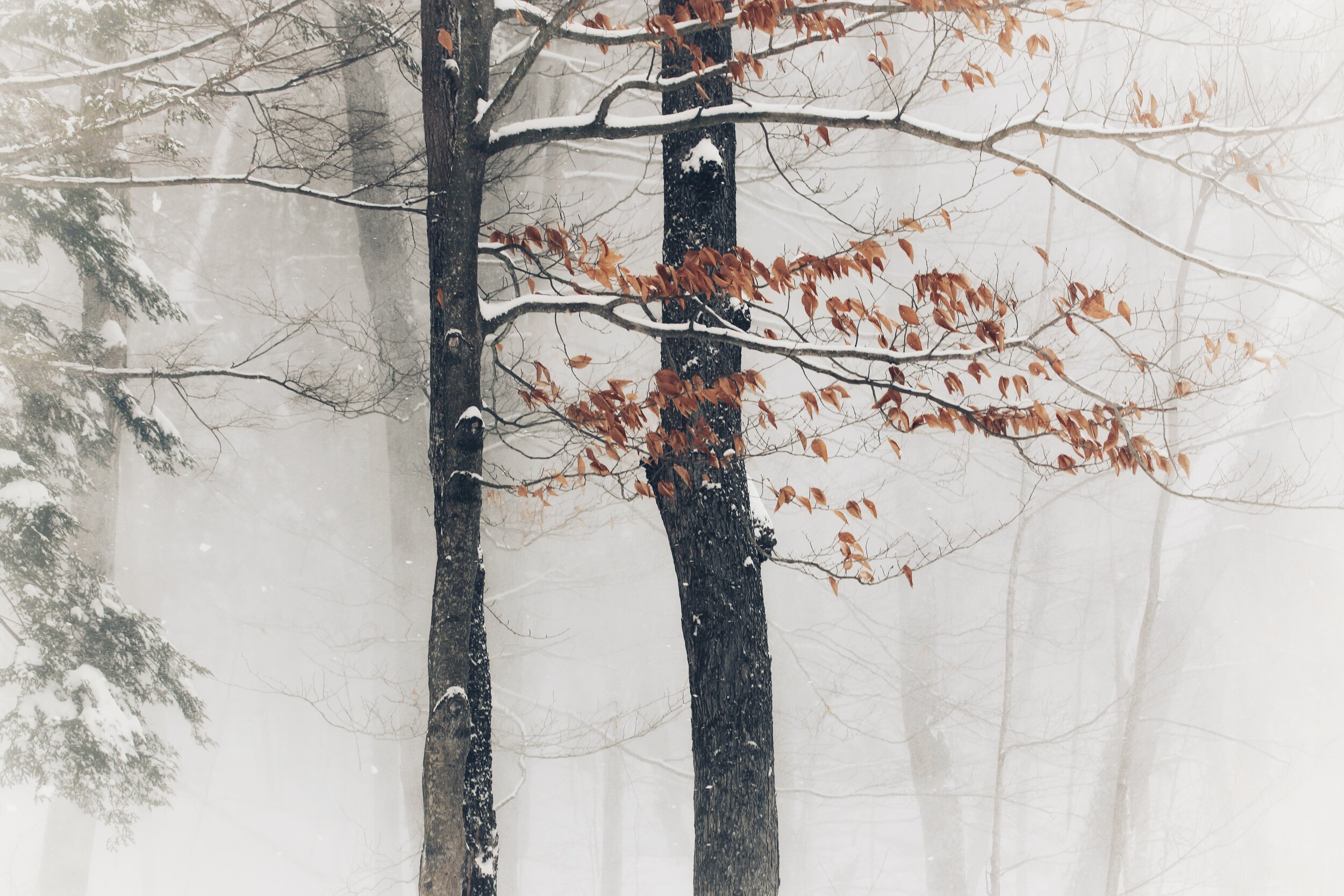 7975E830-3B00-4F47-AEDA-8C395E9E1FC3.jpeg