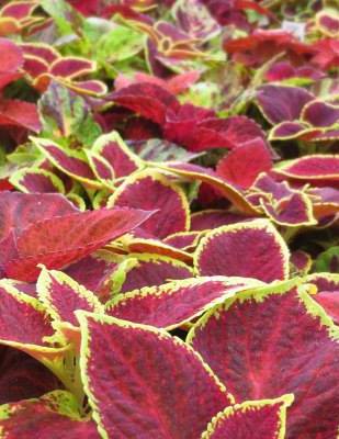 coleus 2.jpg