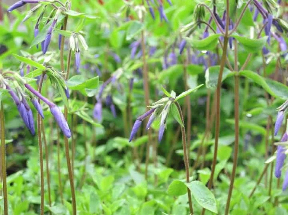 phlox.jpg