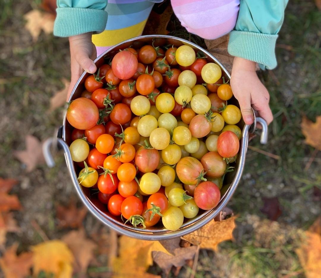 Tomatoes, Mixed.jpg