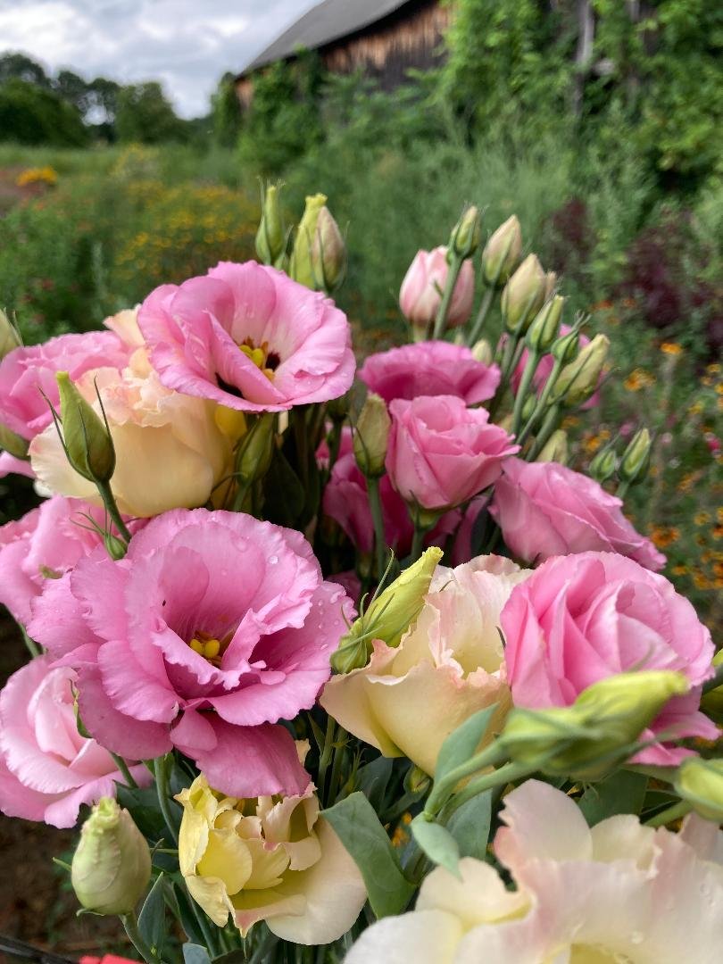 Flowers, Lisianthus.jpg