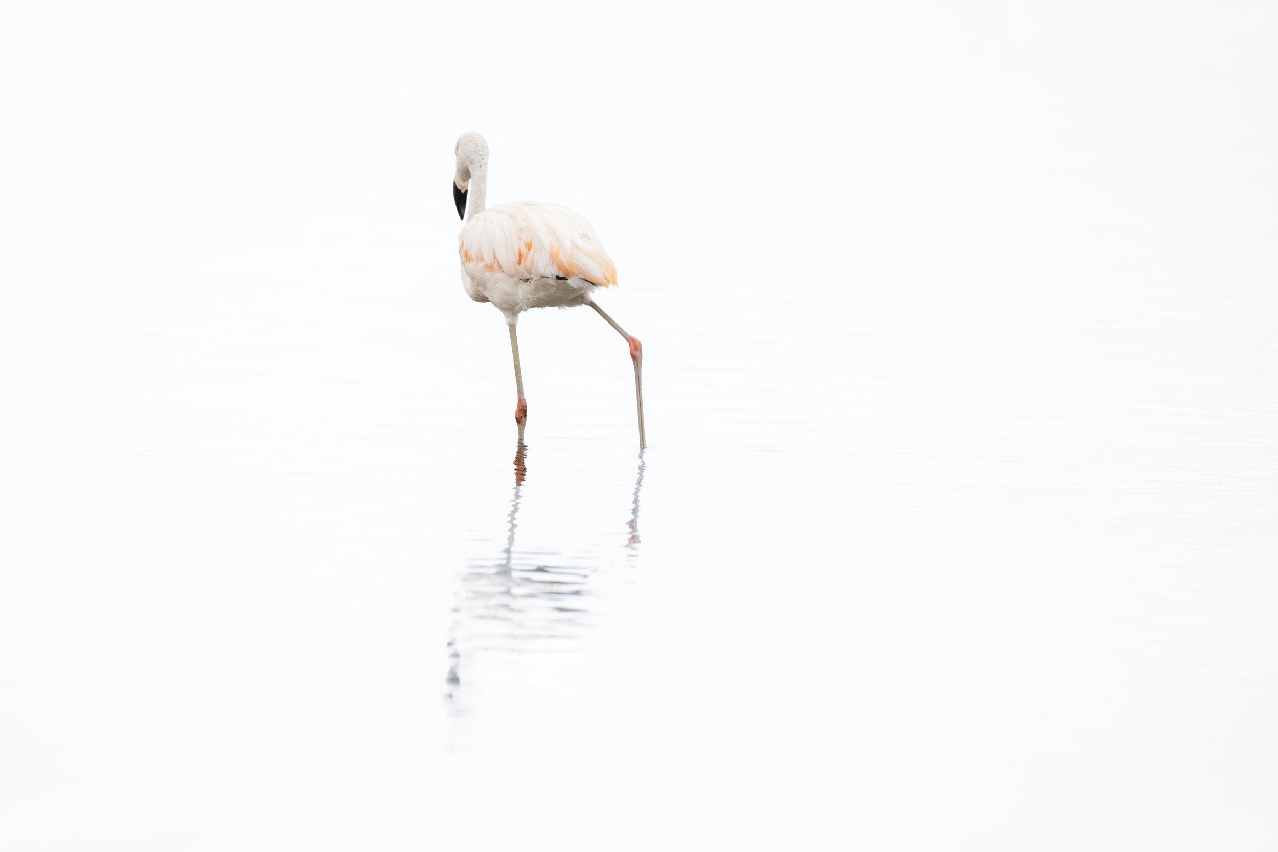 _20A7450.jpg