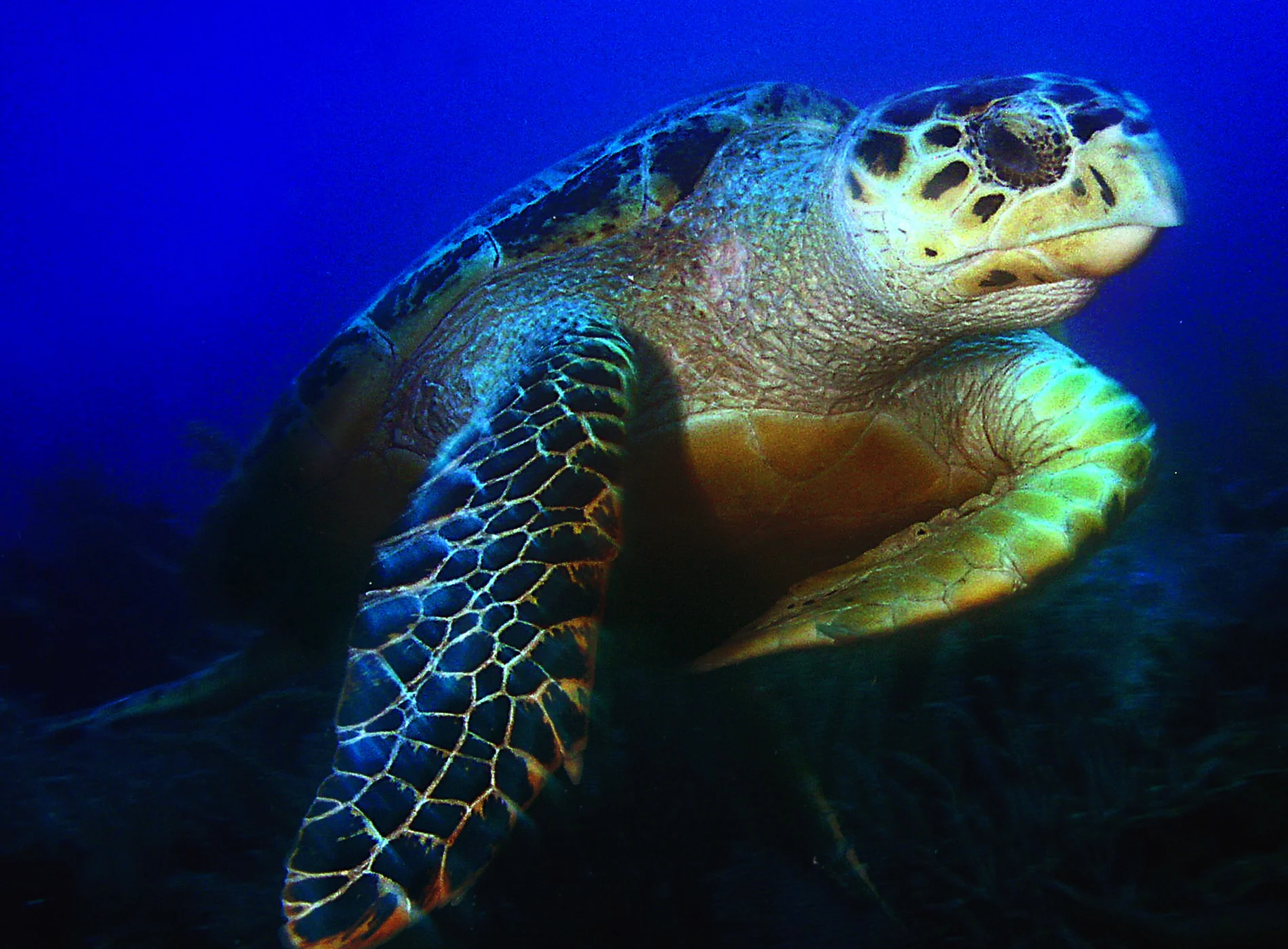 Calabash_Roatan_Turtle.jpg