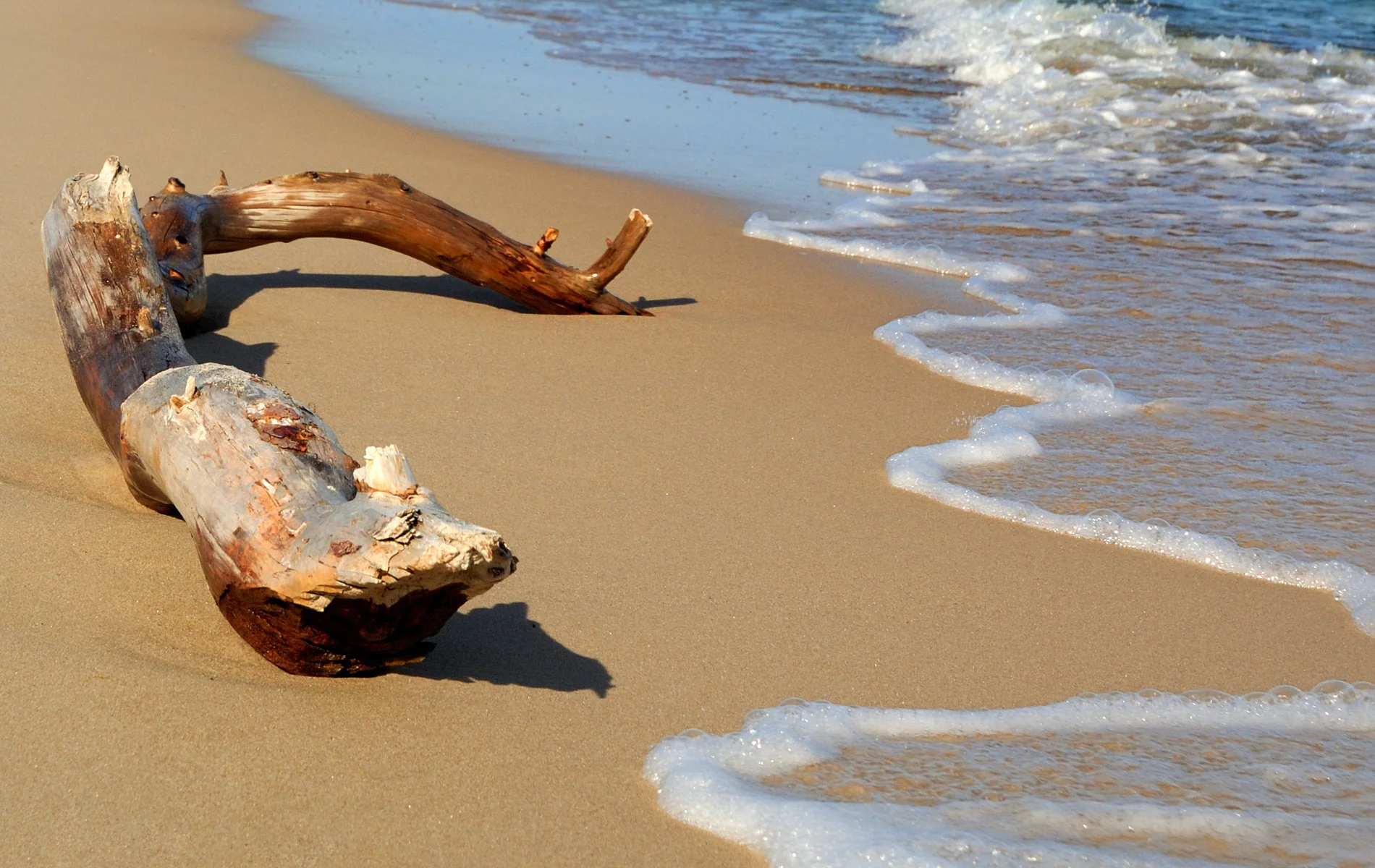 Calabash_Background_Driftwood-03.jpg