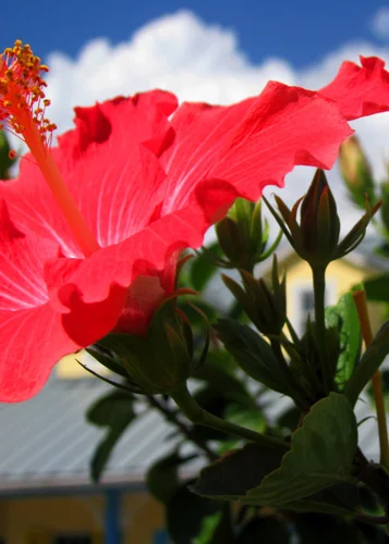 Temp_Flowers.jpg