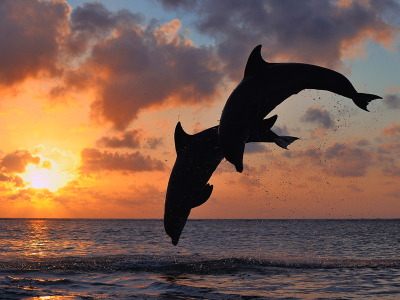 Calabash_Roatan_Activities_Dolphins.jpg