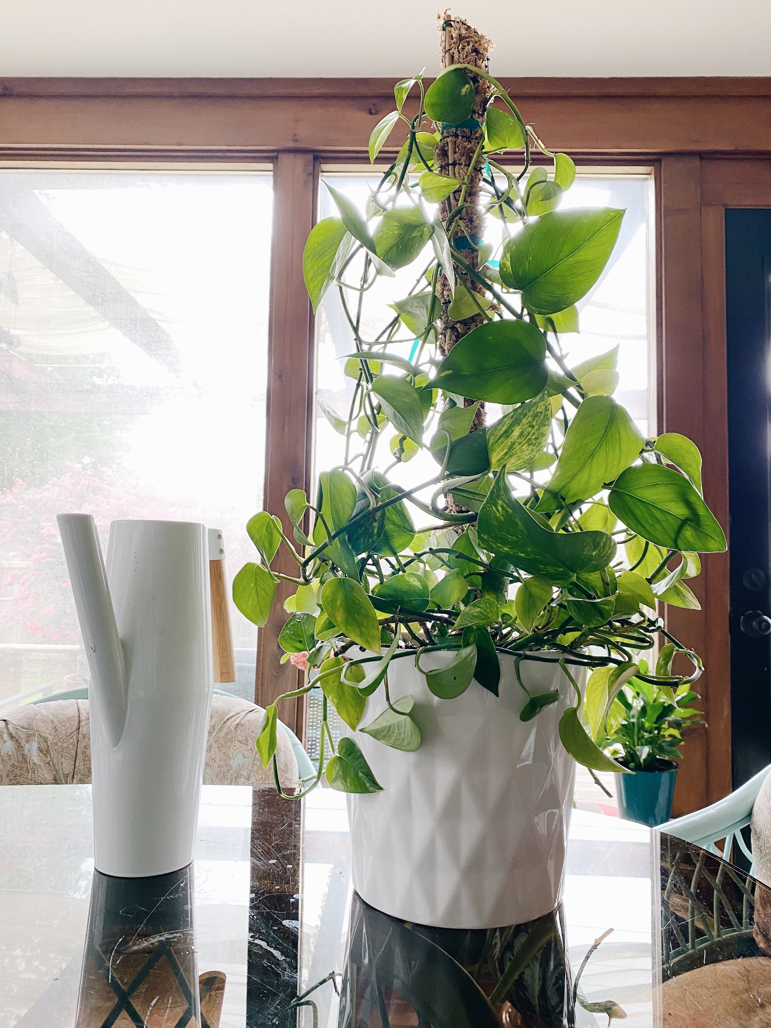 The Easiest DIY Moss Pole — Rad Maverix