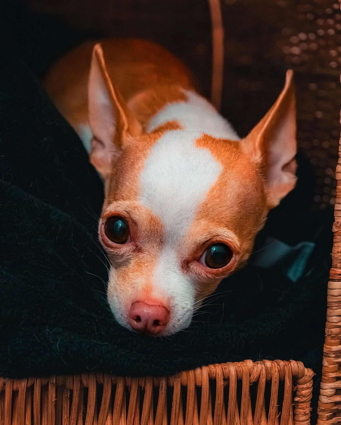 Leeloo can convince me to do anything she wants just by looking at me sometimes.

📸 Fujifilm X-T5 | Fujinon XF 16-80mm

#fujifilm #fujifeed #fujinon #photographer #photogram #photograph #fujifilmx_creator #chihuahua #chihuahuasofinstagram #chihuahua