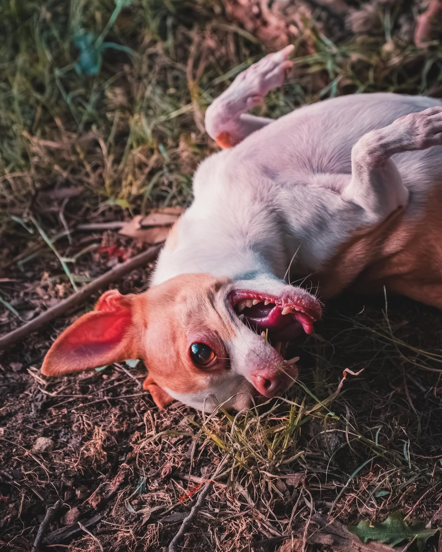 Our tenth year celebrating National Dog Day 🥳 

#nationaldogday #chihuahua #chihuahualife #dogsofinstagram #chihuahualove #dogphotography #doglife