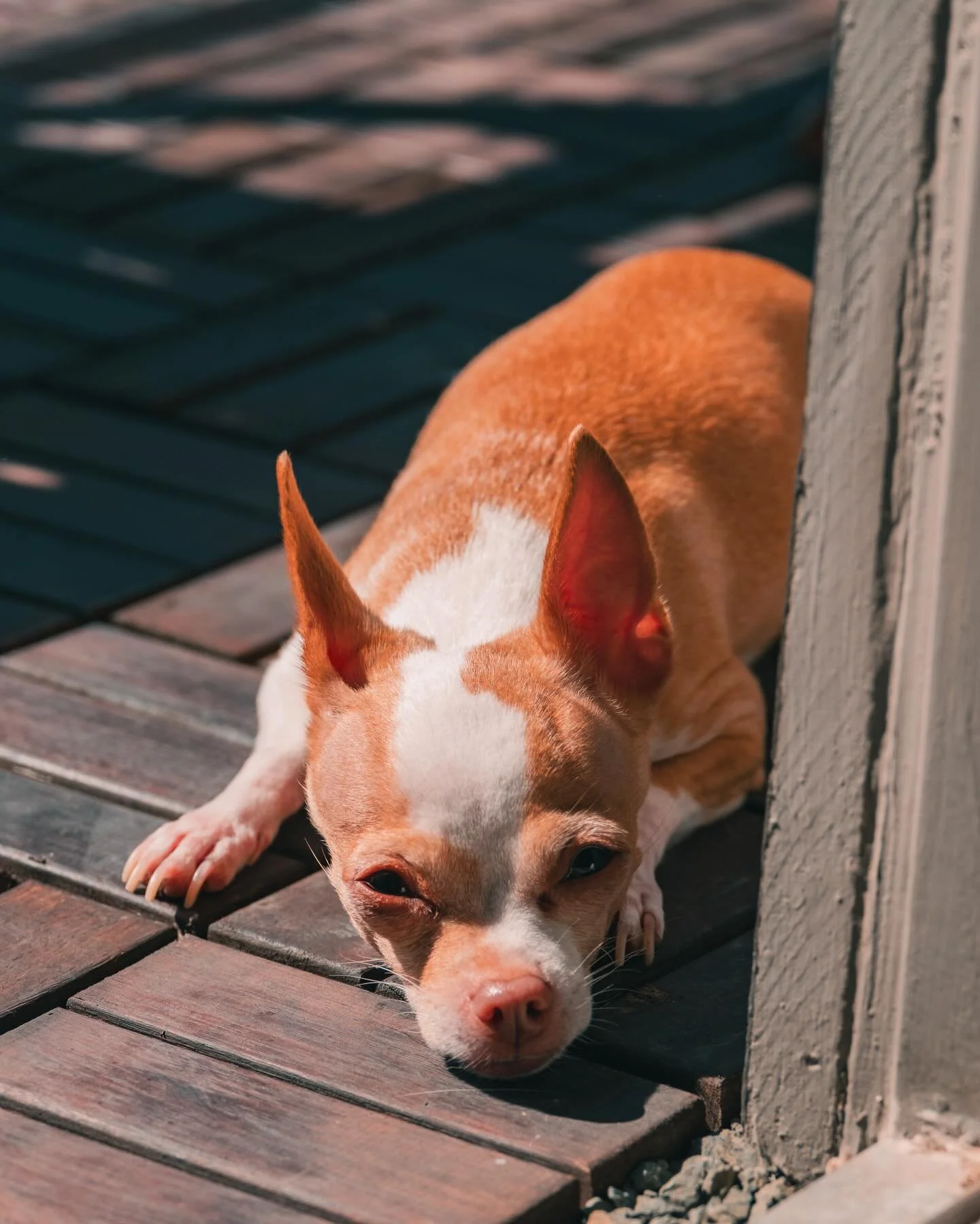 It&rsquo;s my sweet girl&rsquo;s 11th birthday today 🥳🎉🎈🐶. Her face may be a little frosted now but she&rsquo;s not showing any signs of slowing down any time soon. 

#chihuahua #chihuahuasofinstagram #chihuahualove #chihuahualife #birthdaydog #s
