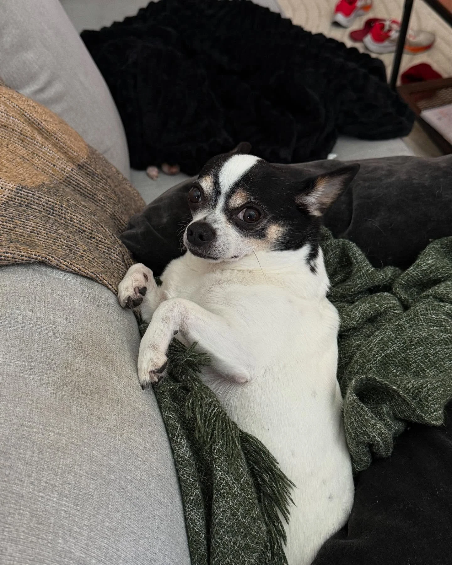 It&rsquo;s my boy&rsquo;s 10th birthday today! 🥳🎈🎉 He&rsquo;s not quite as inky-black smooth anymore with all of his grey hairs, but he&rsquo;s still just a little puppy&mdash;and still gets into mischief like one. Swipe for smooth-baby Stitch pic