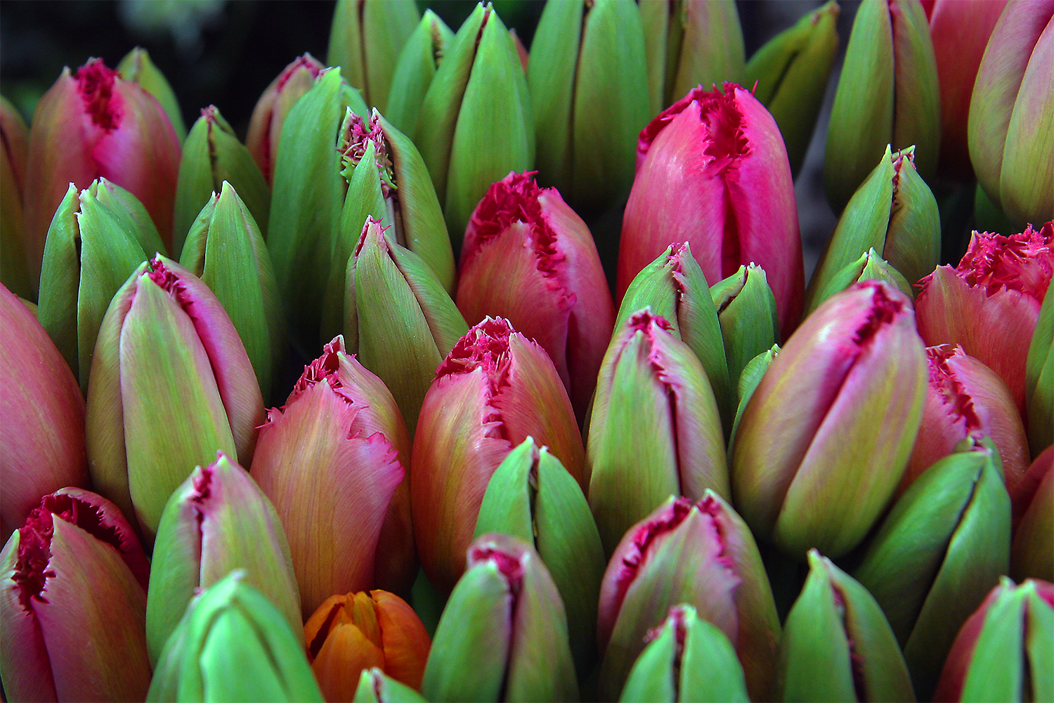 IMG_0762 Sharper with saturation Paris Tulips.jpg