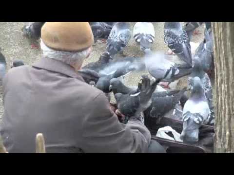 Birdman of Montmartre Winner 1st Place Short Films Red Eye at Art Serve!
