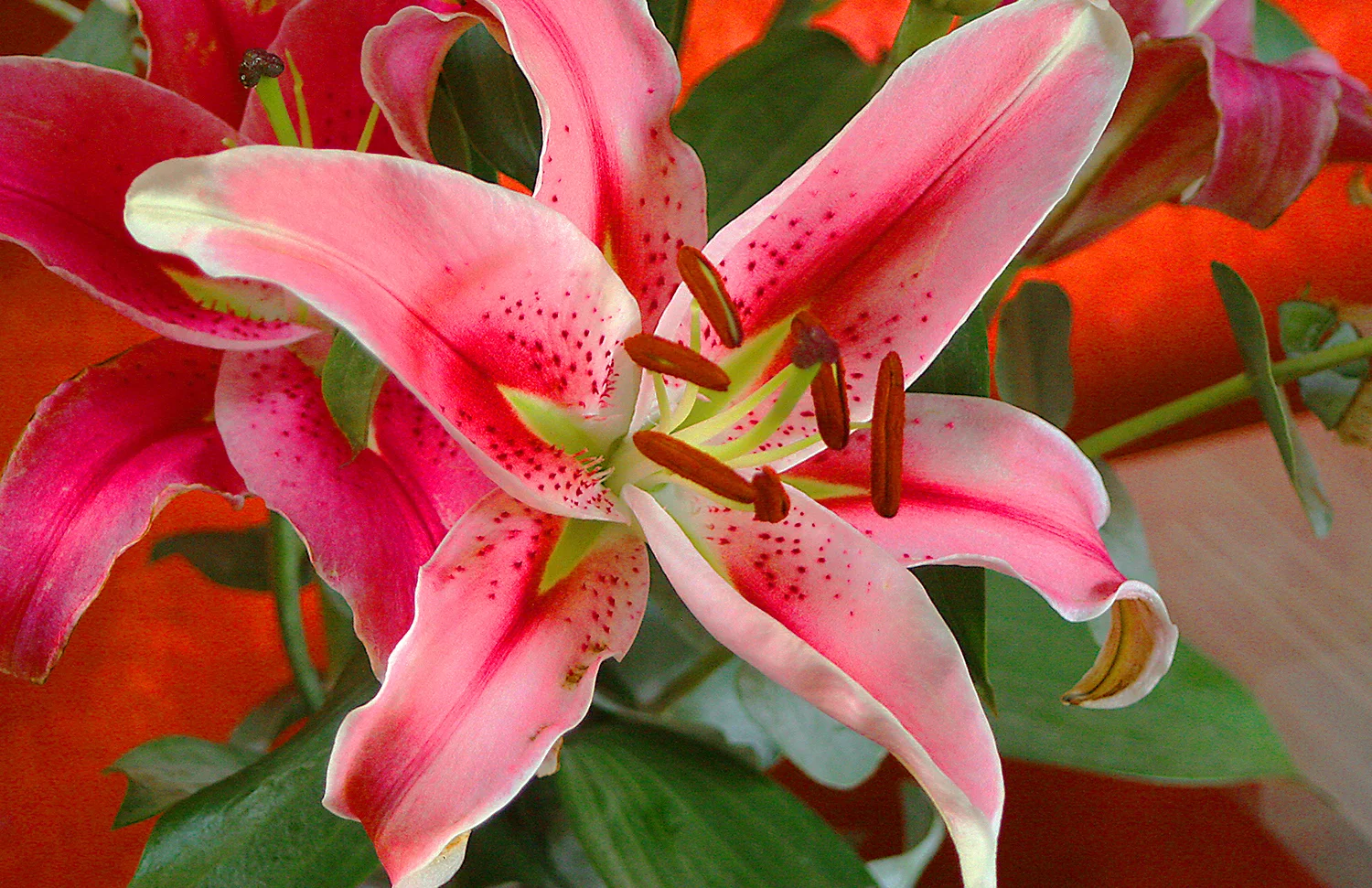 Mexican Flower printed on Canvas oct 24, 2012.jpg