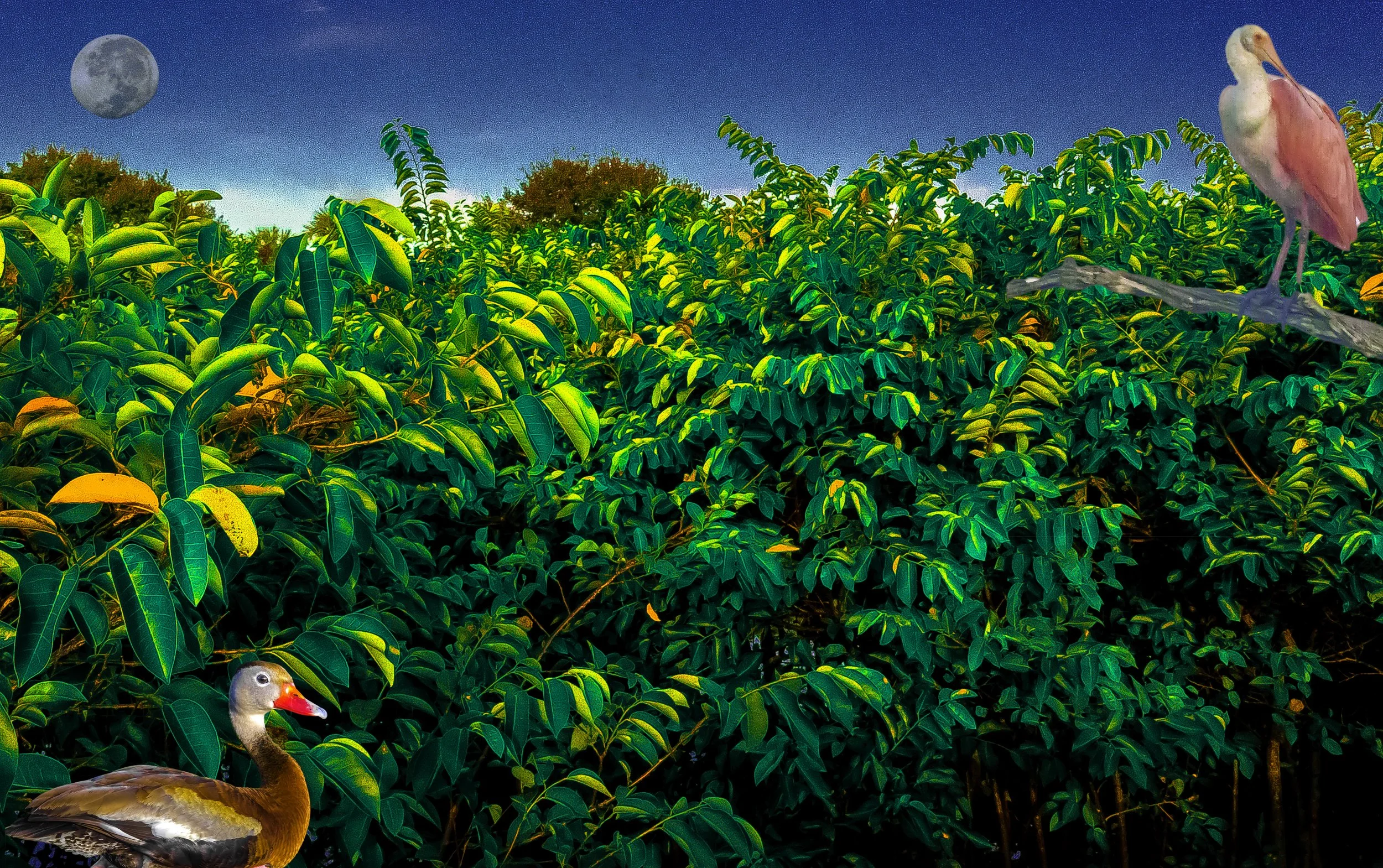 Homage October 19 to Henri Rousseau with spoonbill.jpg