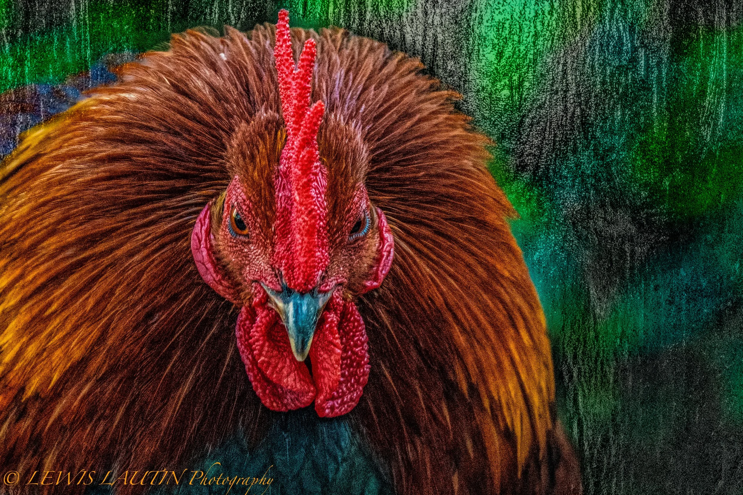 Key West Rooster; Here's Looking at You!
