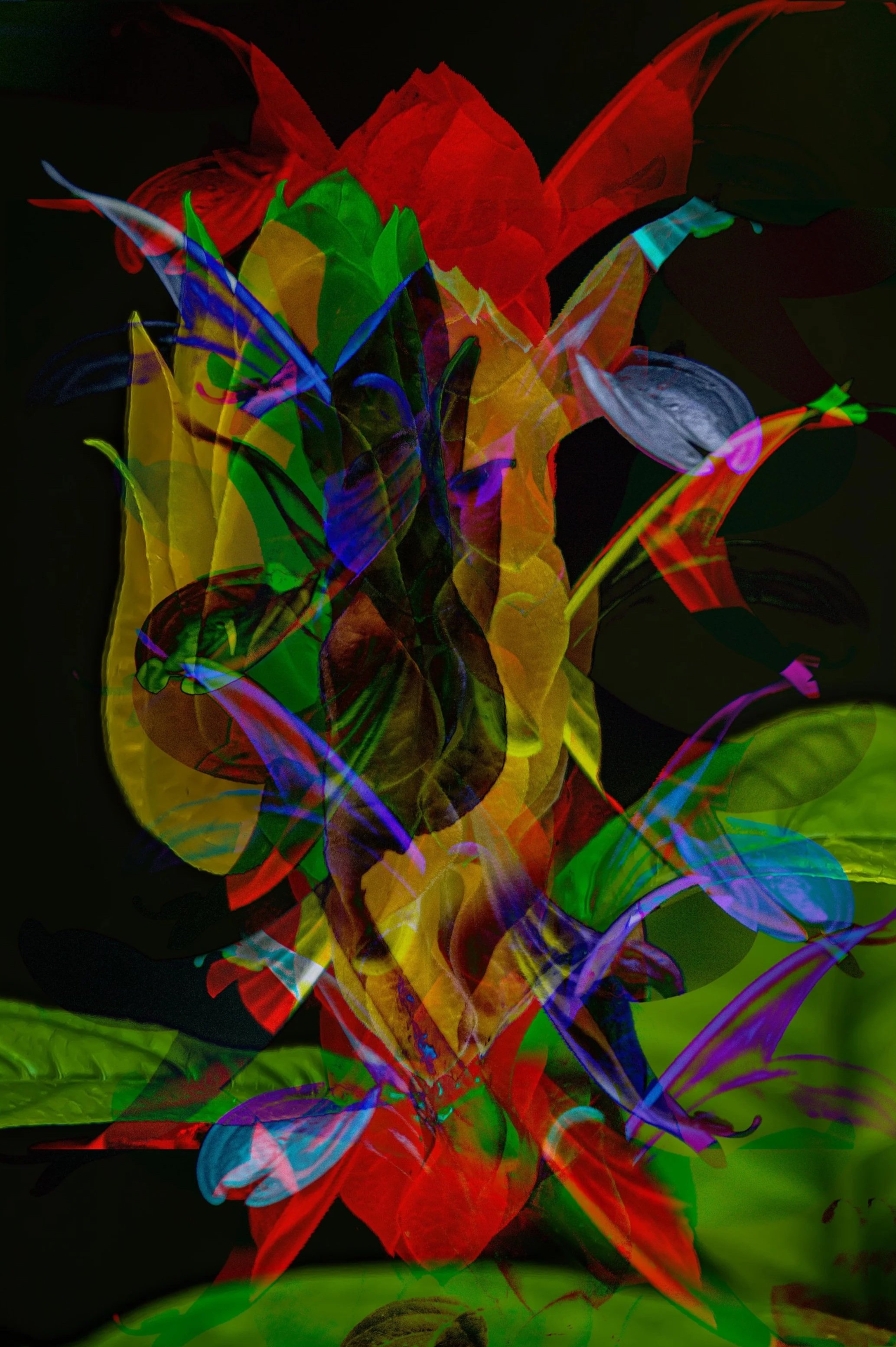 Fairchild Gardens Abstract