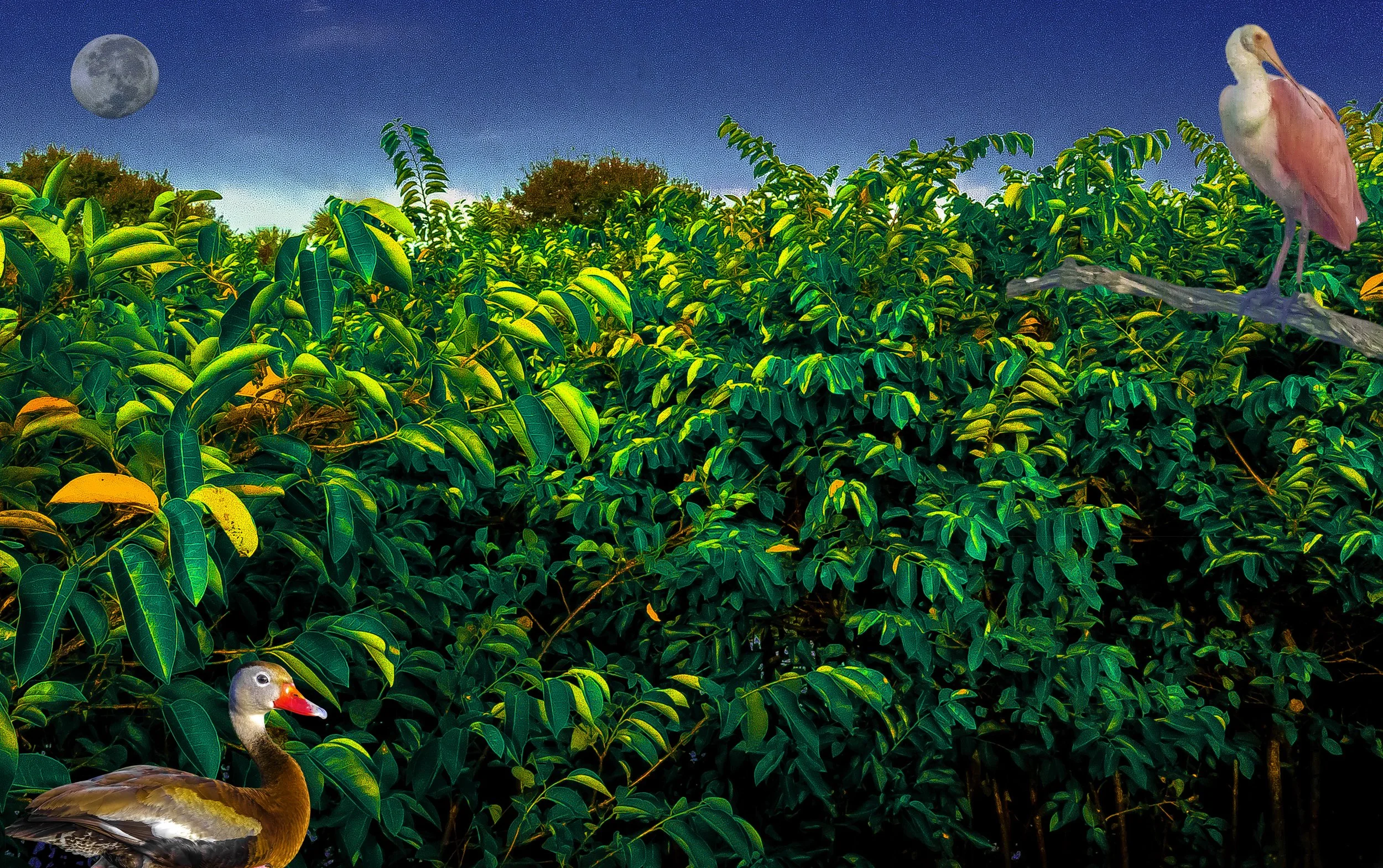 Homage to Henri Rousseau