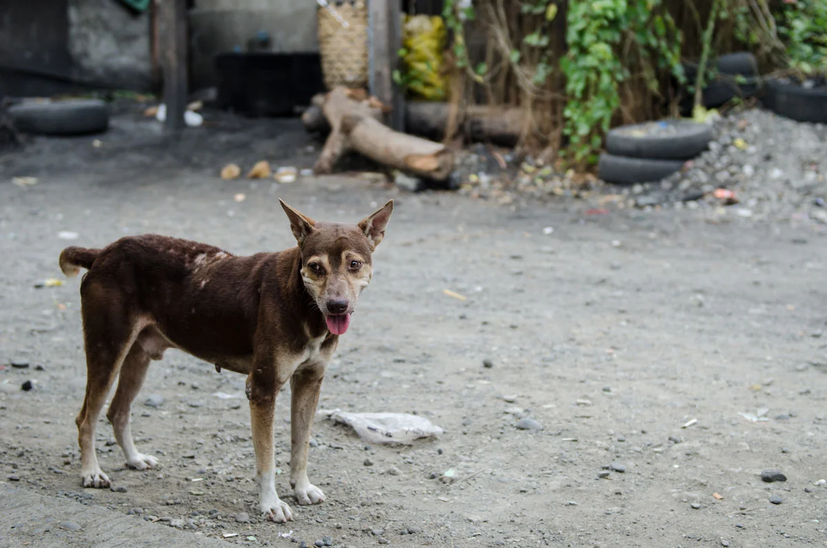 BRI6677-DAVAO-CITY-PHILIPPINES1.jpg
