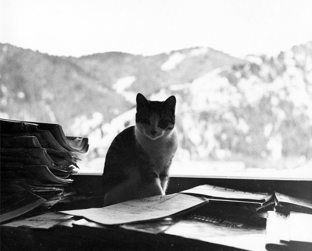 “One of Ernest Hemingway’s cats ‘Big Boy Peterson’ sitting indoors with a view of Baldy Mountain in the background. Ketchum, Idaho,” Year Unknown.Ernest Hemingway Collection, John F. Kennedy Presidential Library and Museum, Boston.