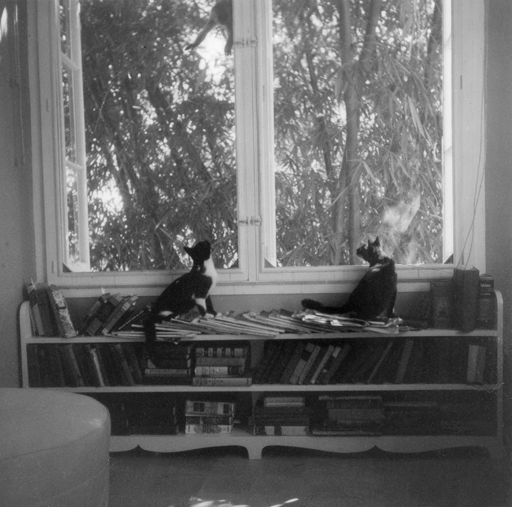 “Ernest Hemingway’s cats, Friendless’ Brother and Willy, watch a monkey outside the window at Finca Vigia in Cuba,” Year Unknown.Ernest Hemingway Collection, John F. Kennedy Presidential Library and Museum, Boston.