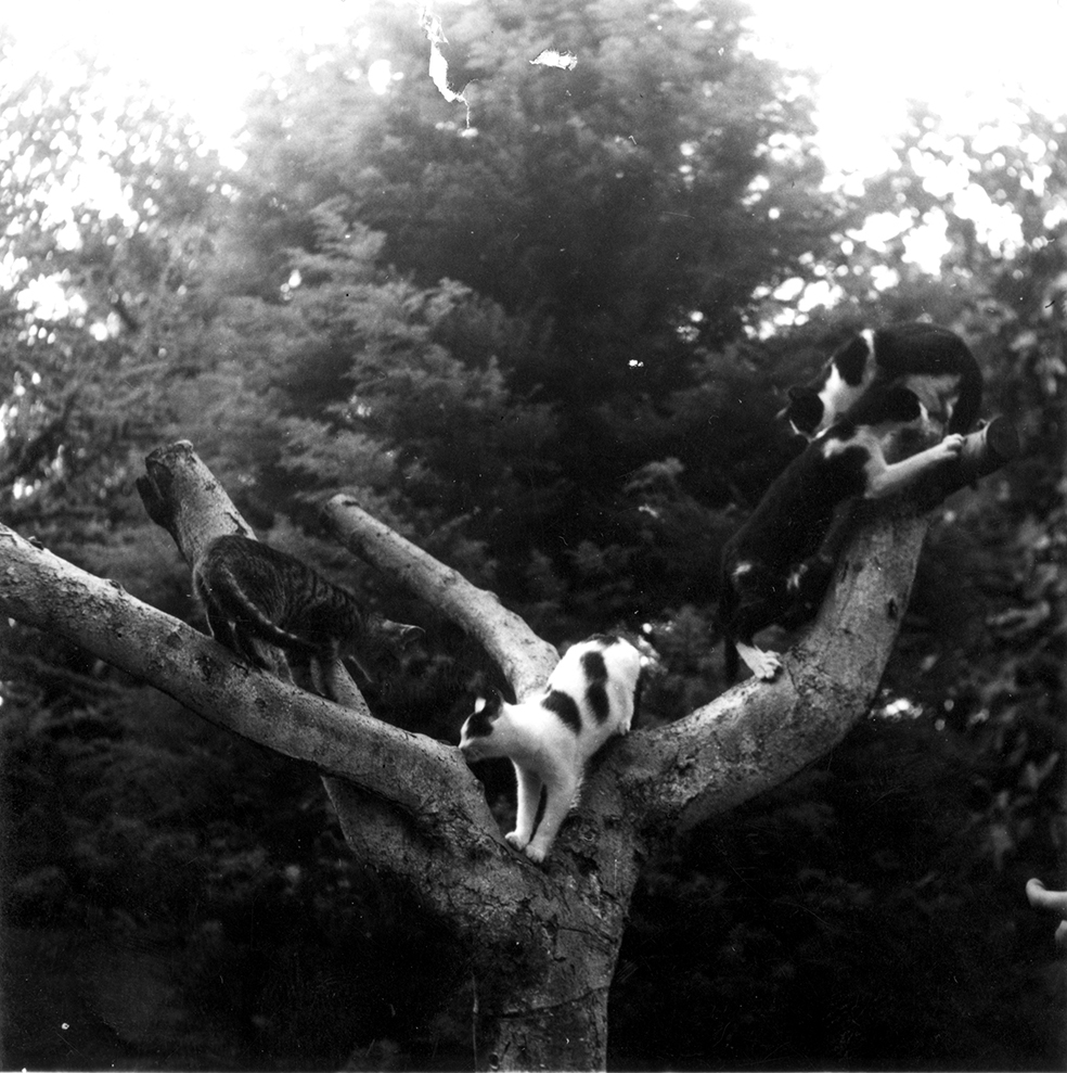 “Ernest Hemingway’s Cats, Willy and triplets Spendy, Shopsky, and Ecstacy, play in a tree at Finca Vigia, Cuba,” Year Unknown.Ernest Hemingway Collection, John F. Kennedy Presidential Library and Museum, Boston.