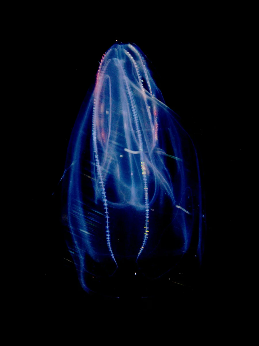 Mnemiopsis-leydii.jpg