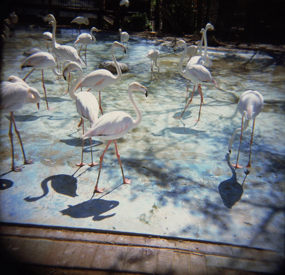 flamingos.jpg