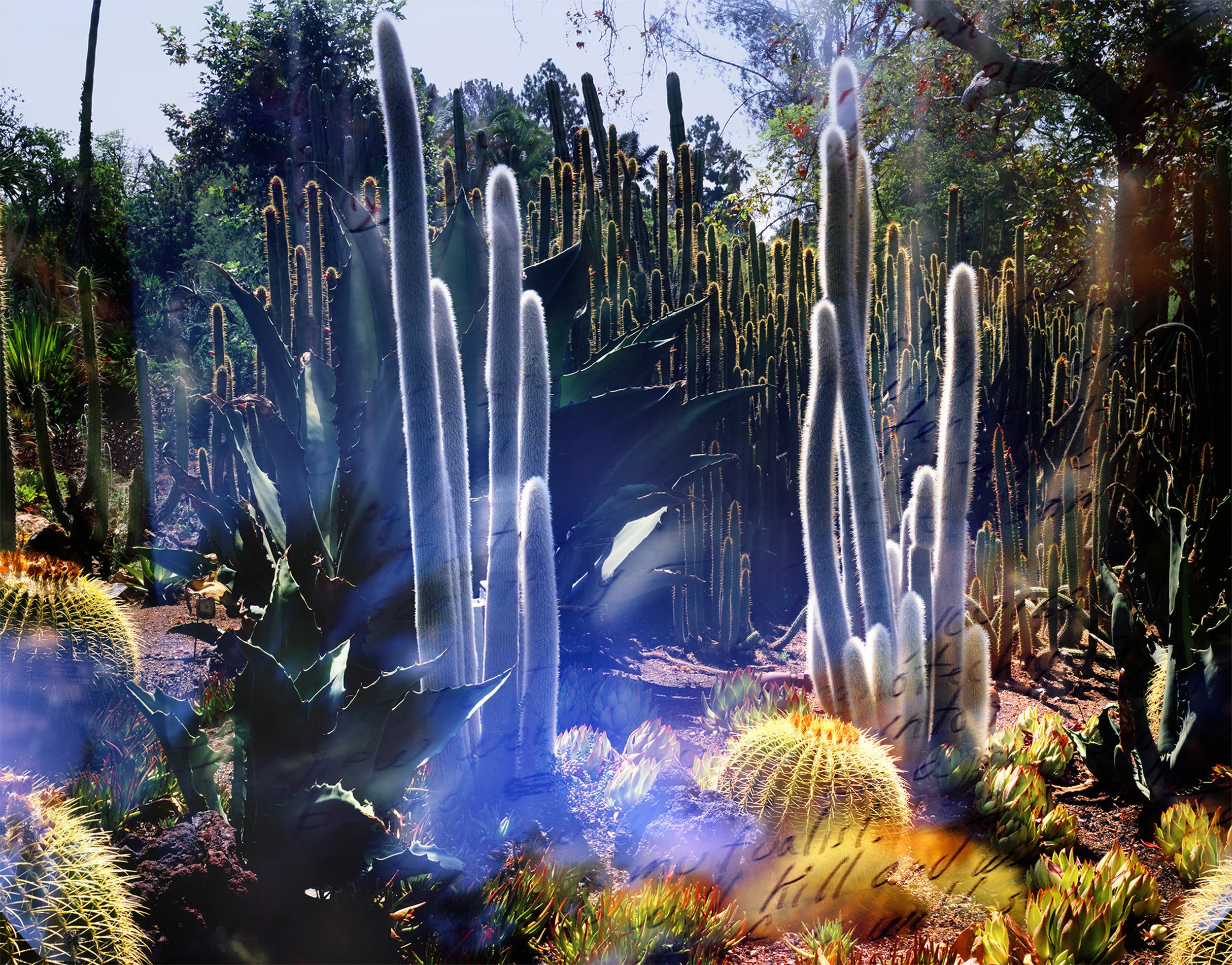 Huntington Desert Garden (Cacti) and OEB 1723, novel fragment from the Parable of the Sower, 1989.