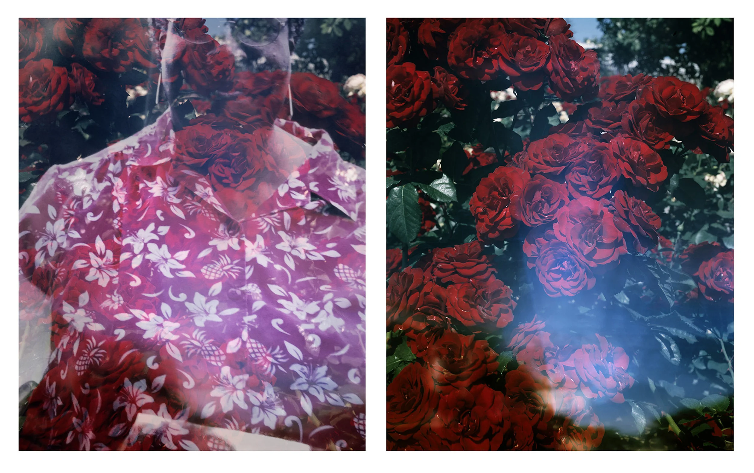 Huntington Rose Garden and OEB 7350, Photograph of Octavia E. Butler, Washington, 2001