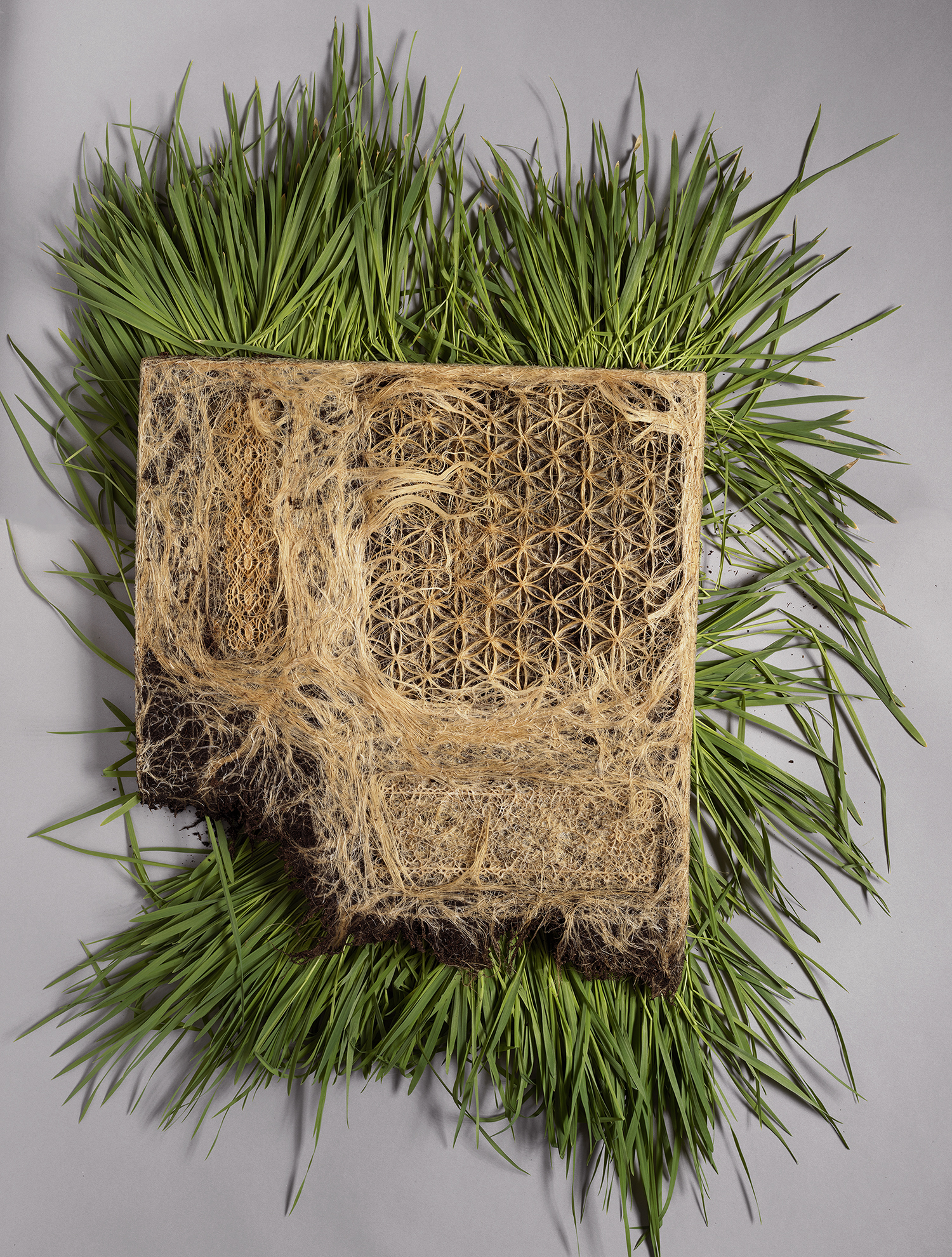 Diana Scherer, Netherlands. Root textile . 2017. Courtesy of Barrett Barrera Projects & RKL Consulting. Photo Diana Scherer