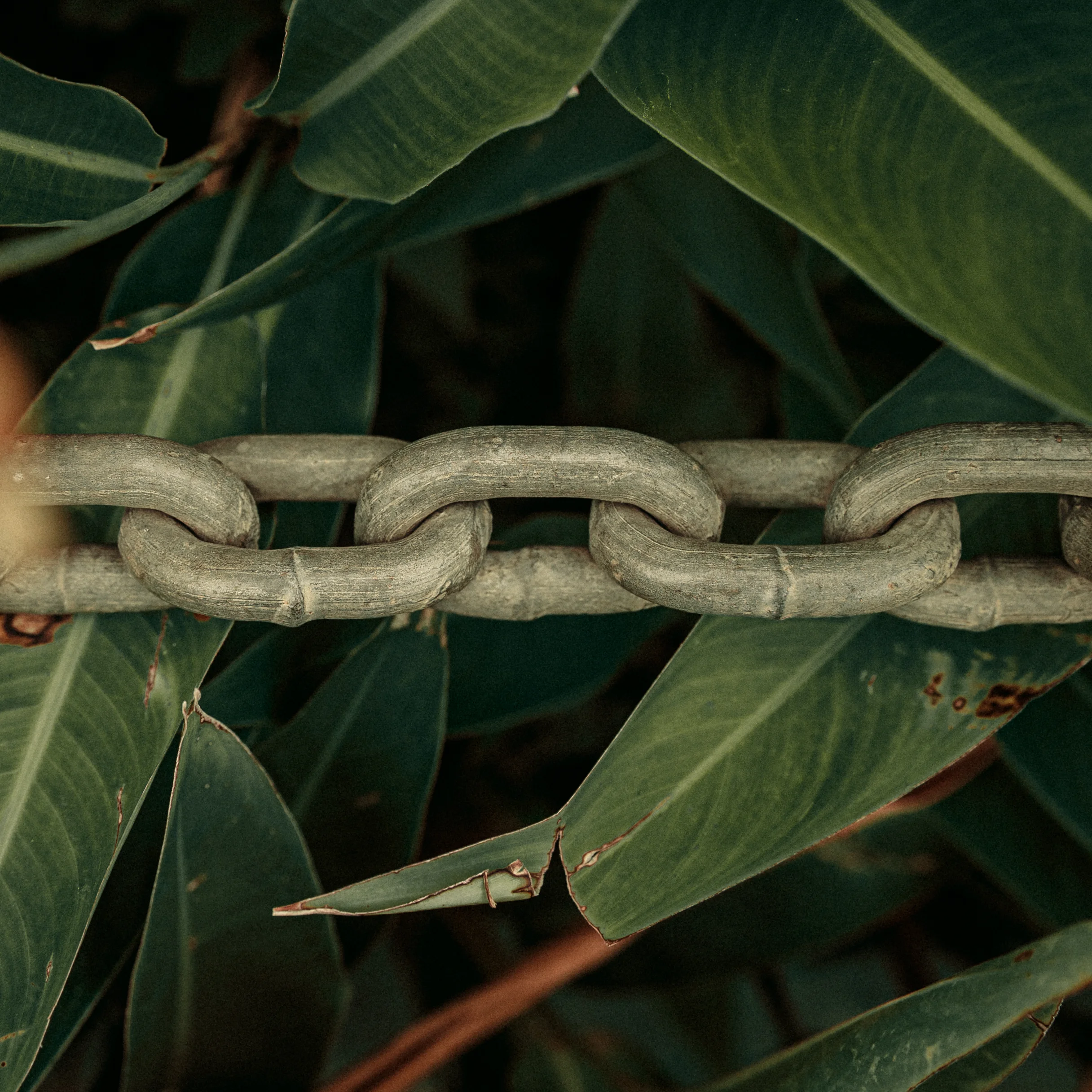 A chain link is a reminder that unity is strength. Also, in Jamaica we call a friend a linky or links. This picture, to me, signifies a man made link in the natural world.