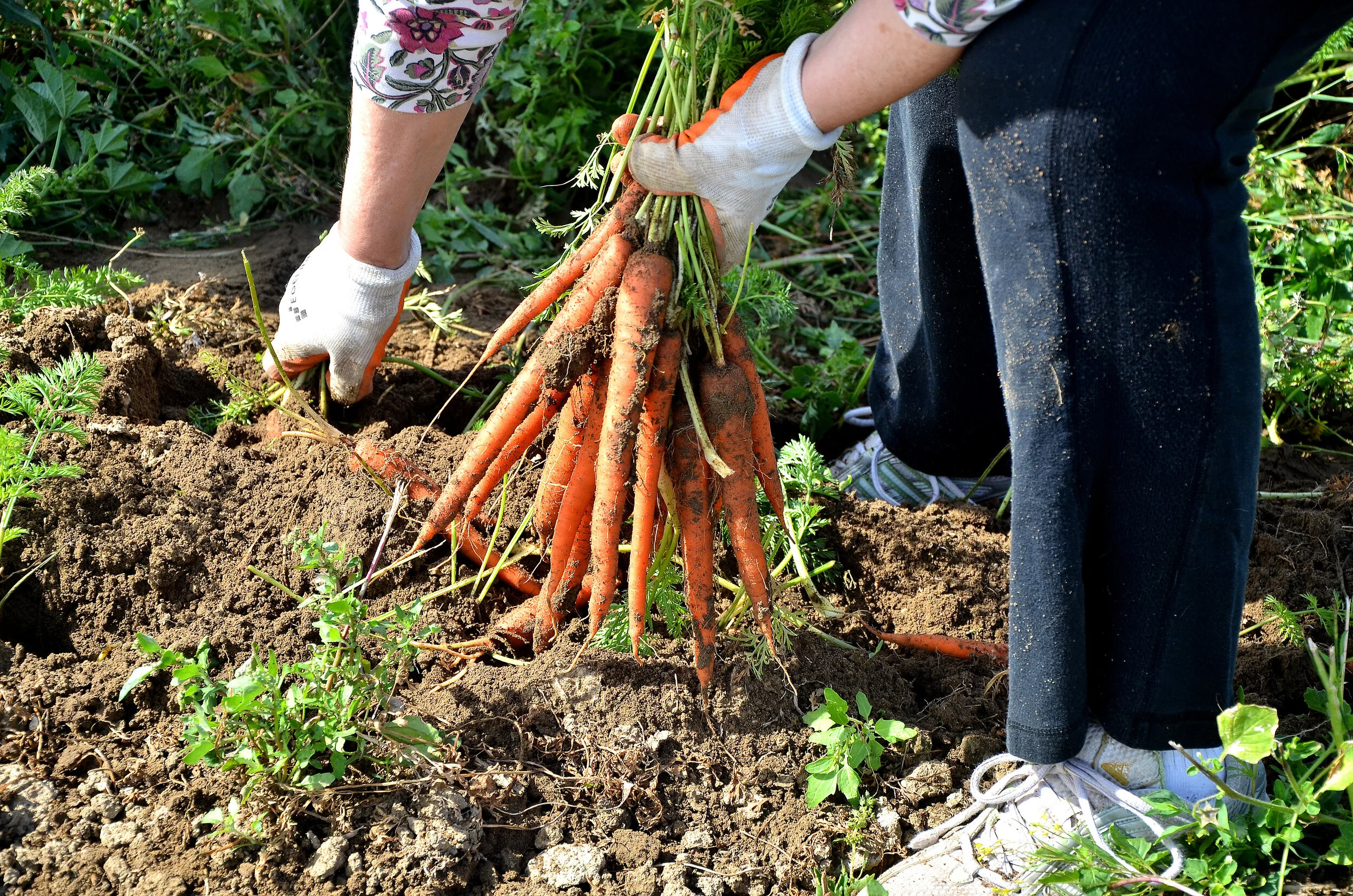 Is gardening an extreme sport?