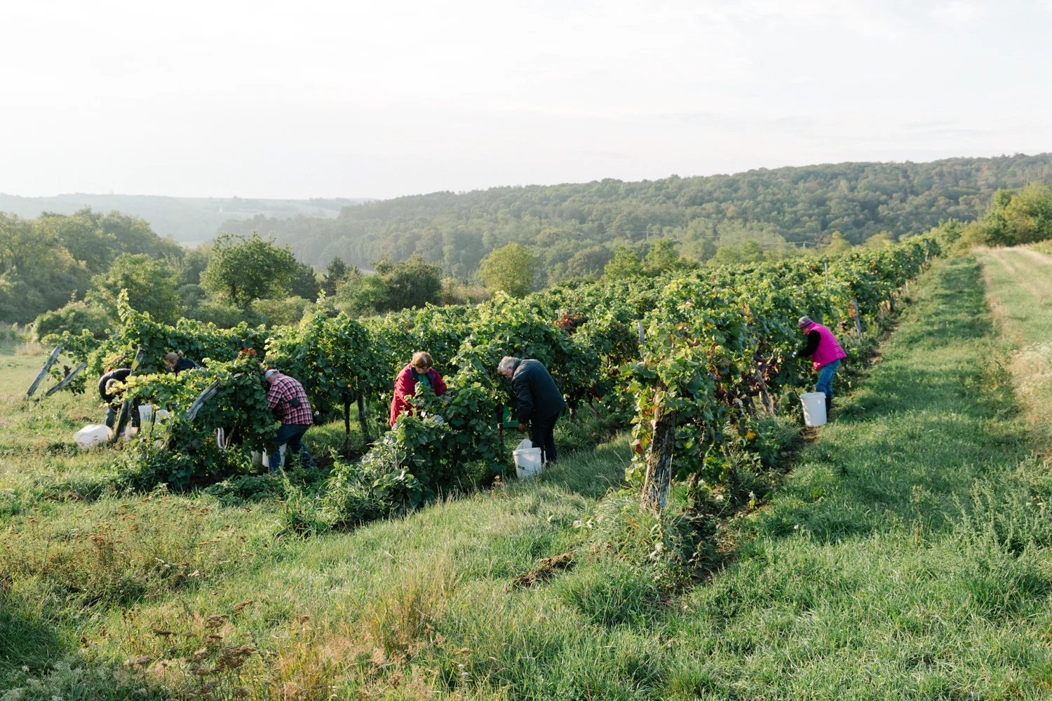 Weinlese17_WEB_©NicoleViktorik_01.jpg