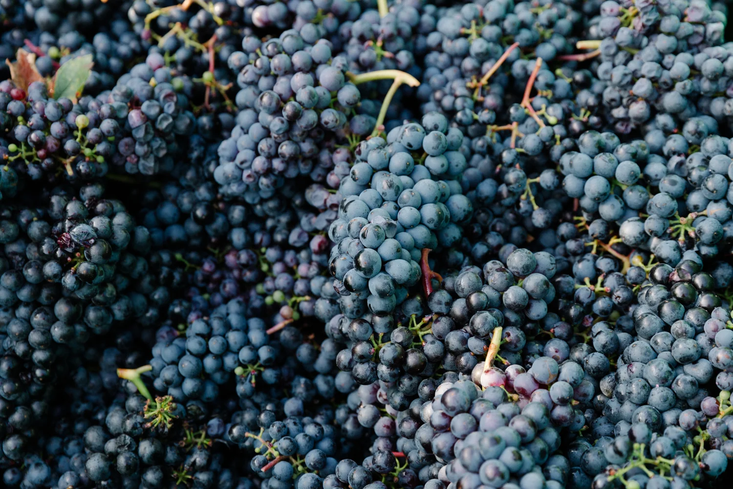 Weinlese17_WEB_©NicoleViktorik_10.jpg