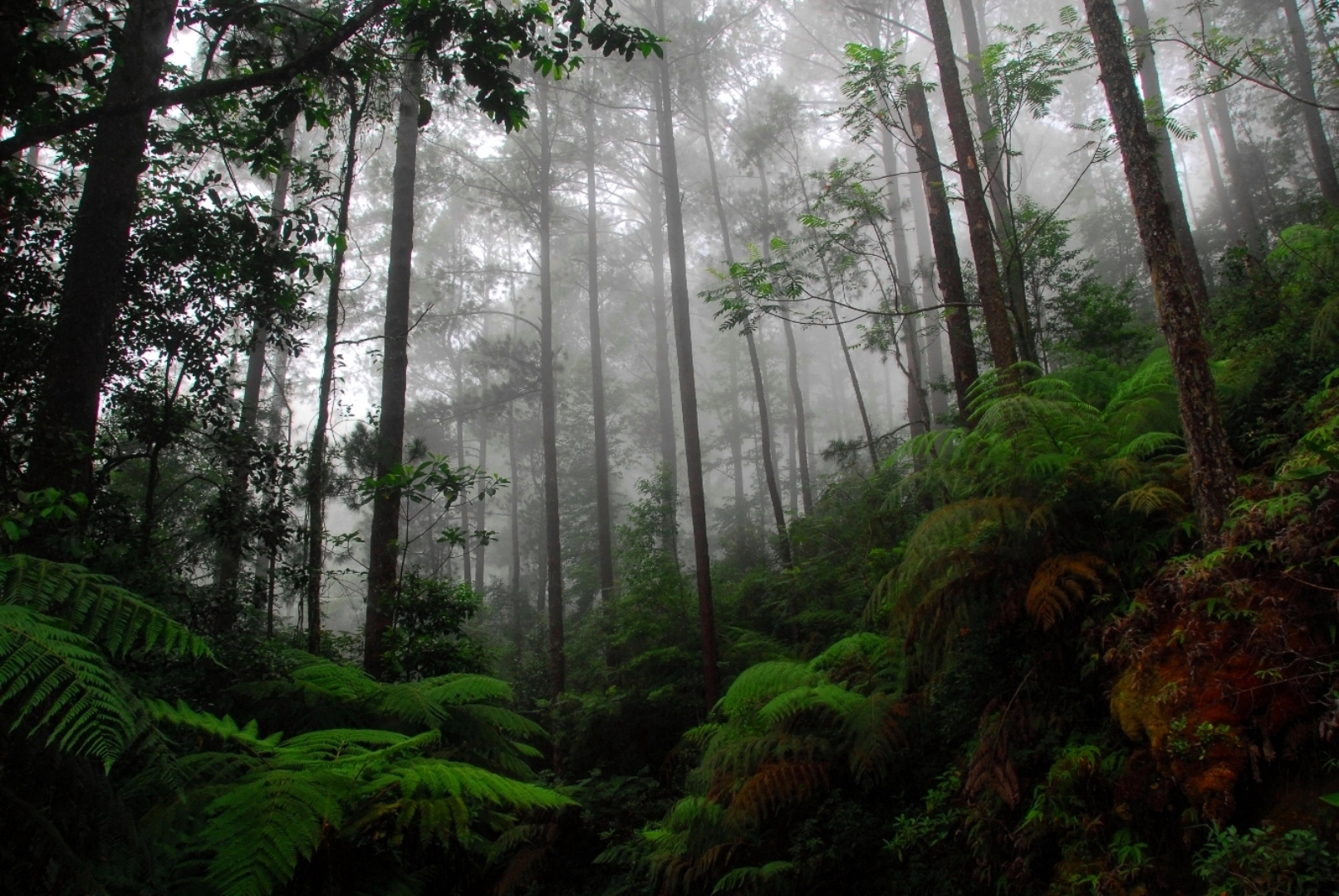 Cusuco Cloud Forest 3.jpg