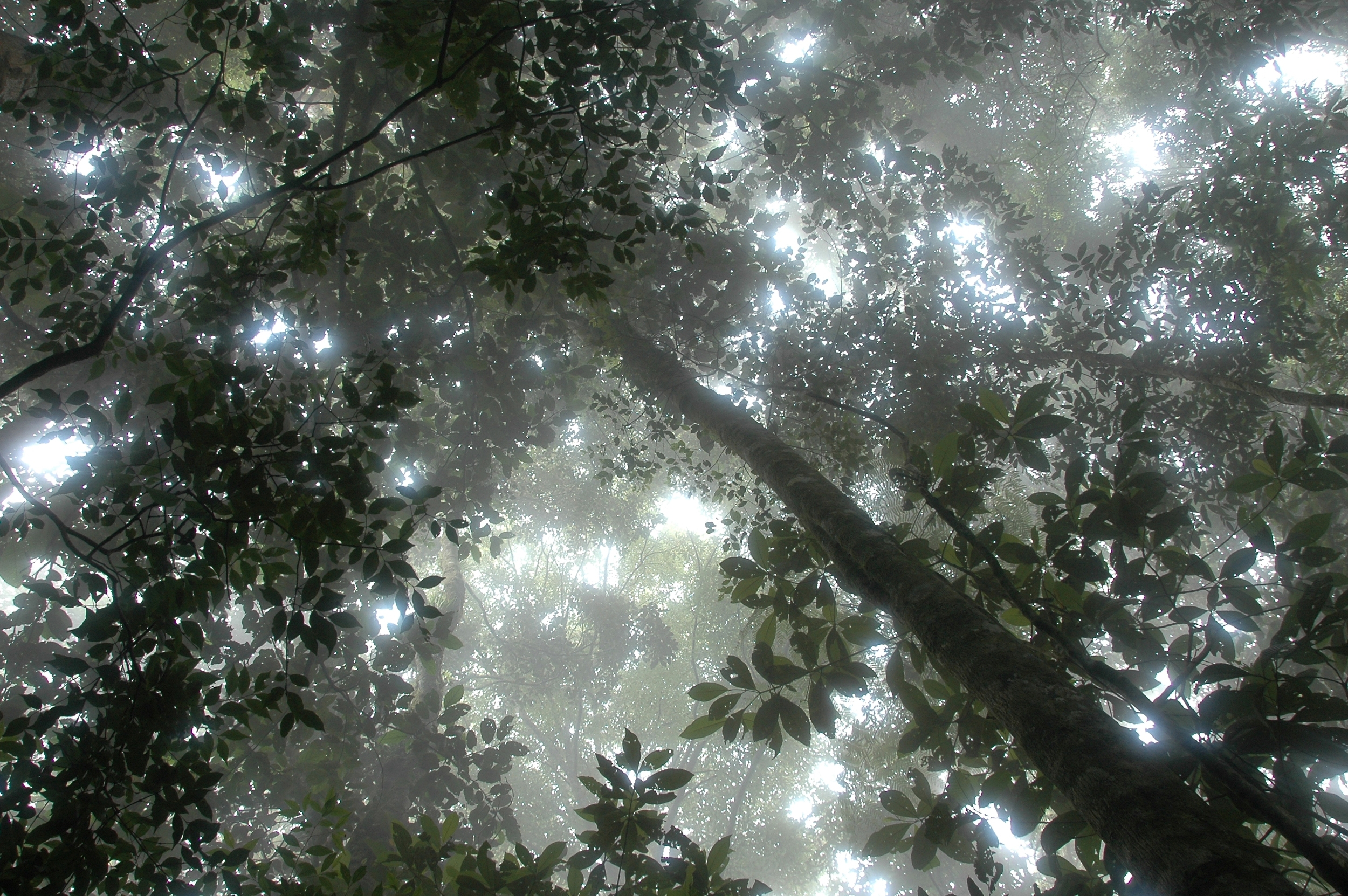 Cusuco Cloud Forest 1.jpg