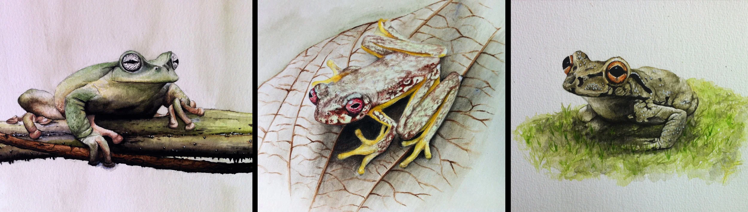 HARCC Frog Triptych Artist : Katie Garrett • Website: www. garrettandgarrett.co.uk • Email : katie@garrettandgarrett.co.uk • IG & Twitter : @katieggarrett